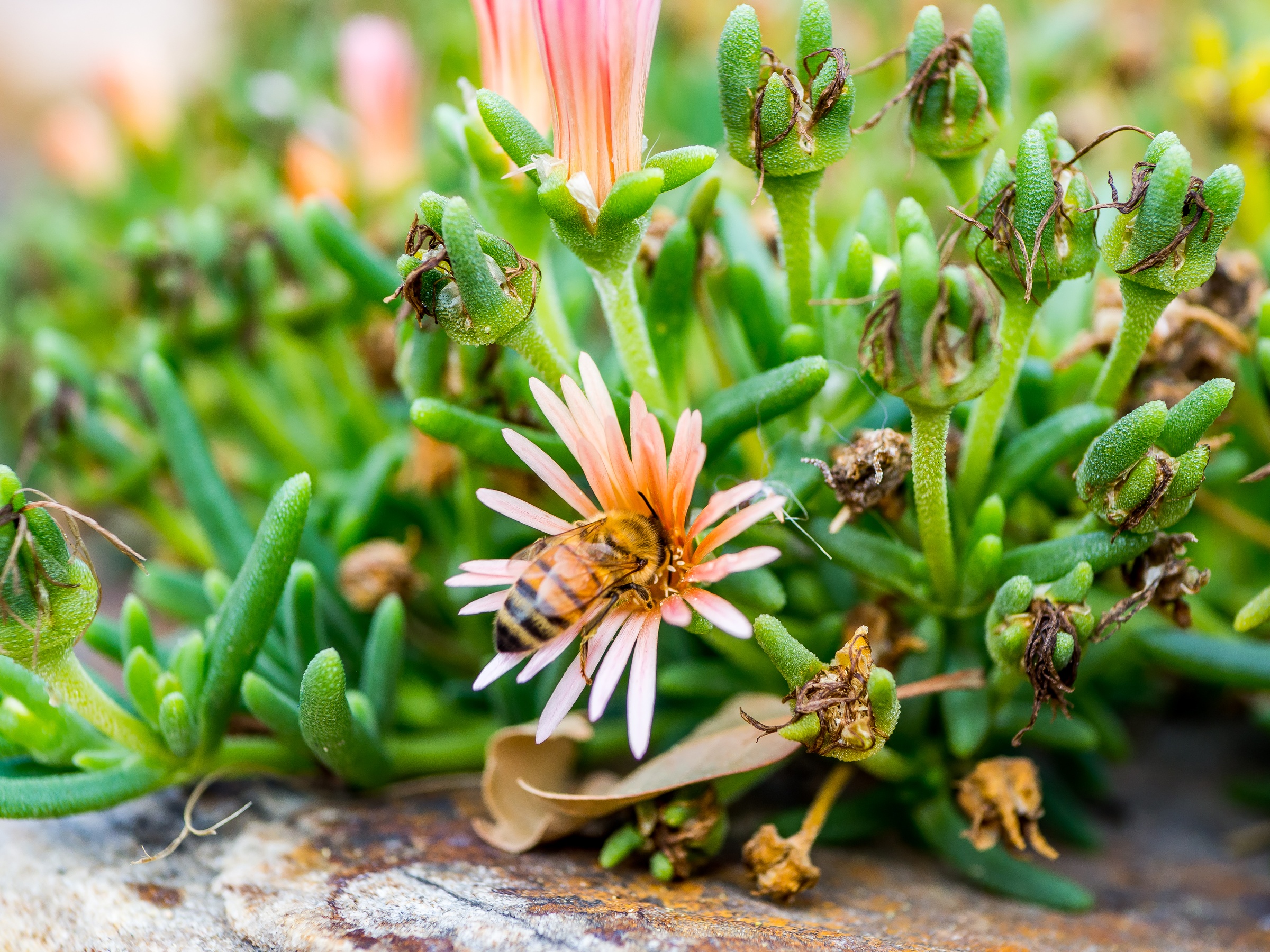 A honeybee visits a pale pink flower among green succulent foliage and small seed pods.