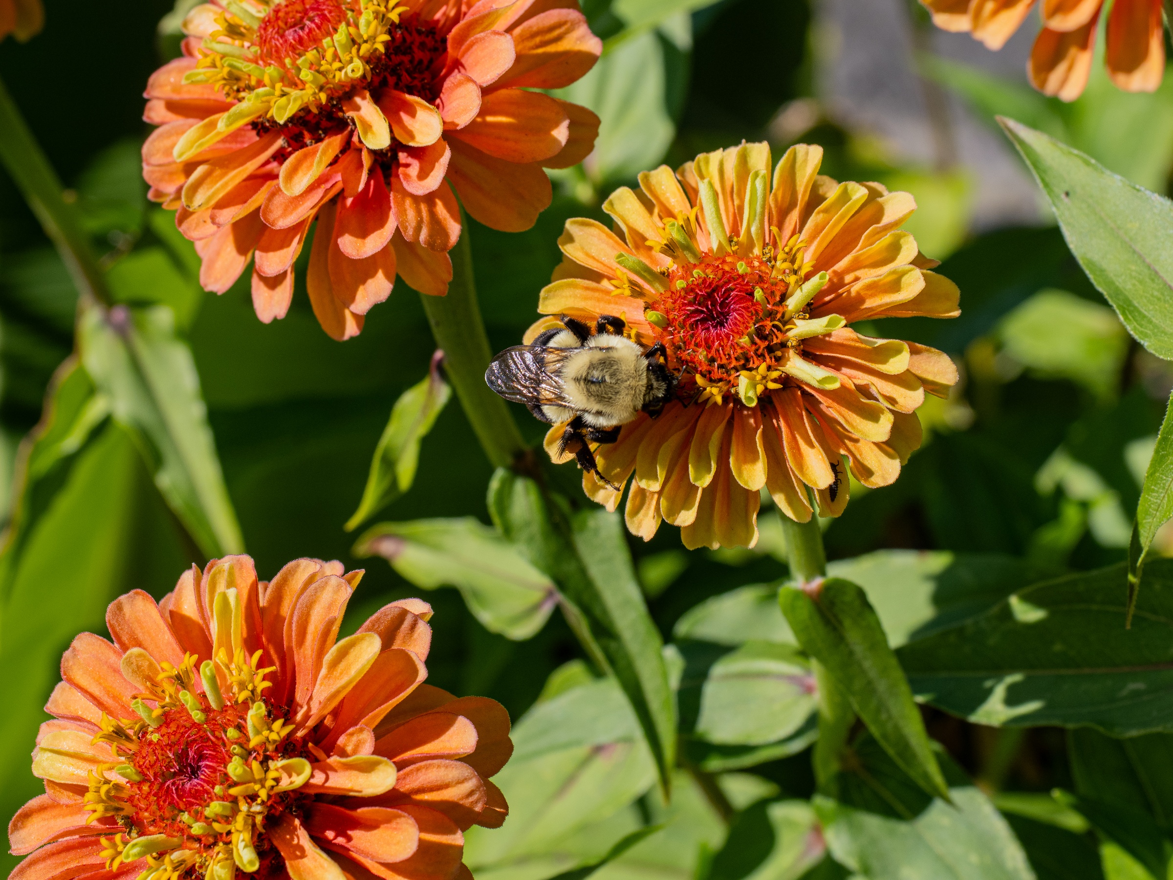 Orange zinnia flowers and a bee are visible among green foliage in a garden setting.