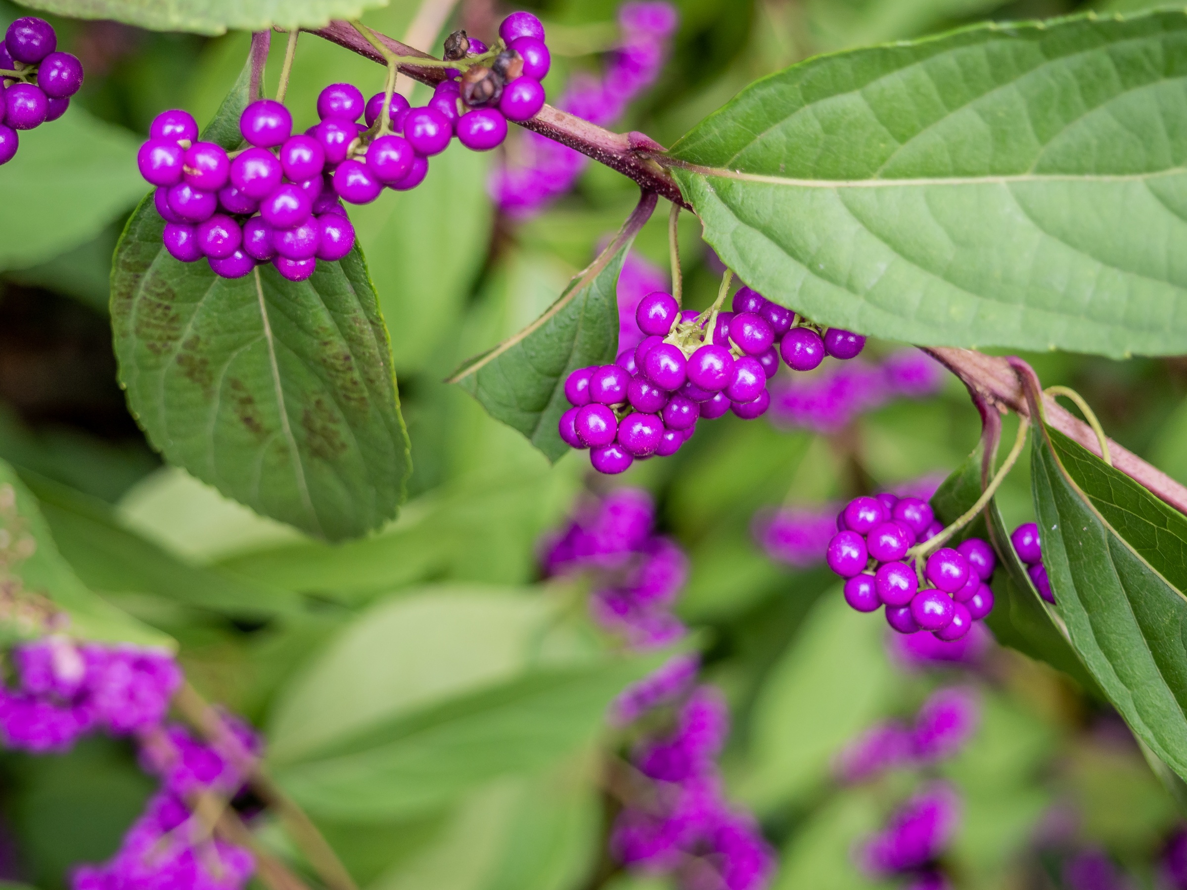 Clusters of purple berries and green leaves grow on a shrub in a garden setting.
