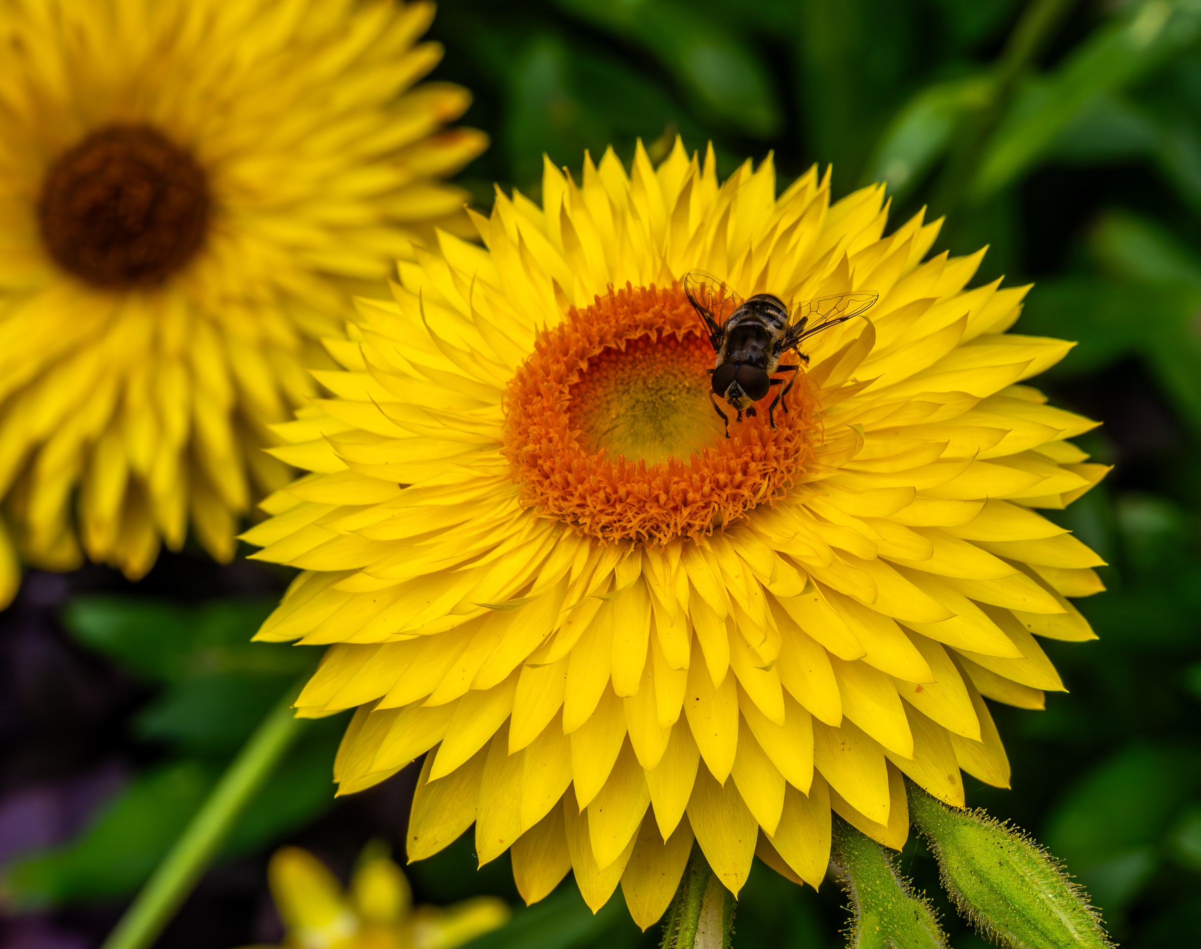 A yellow flower with a bee sits among other yellow flowers and green foliage.
