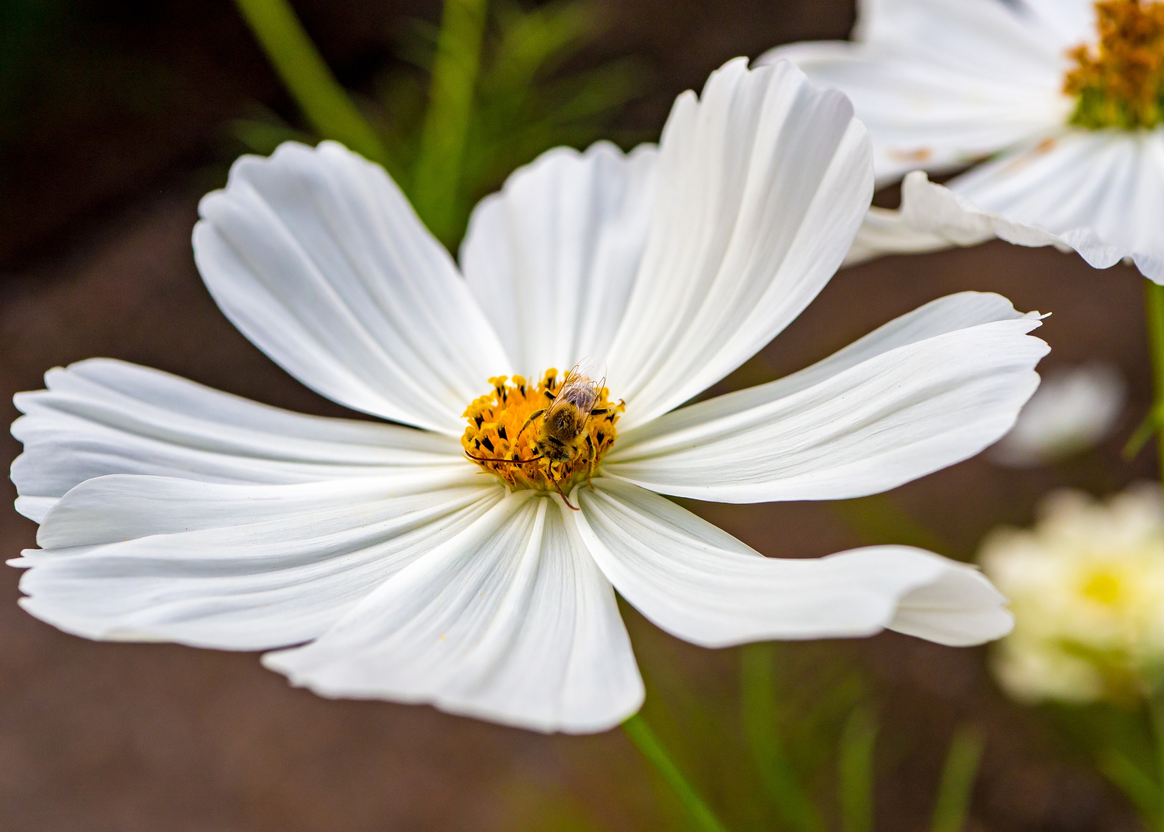A white cosmos flower with a bee sits in soil, surrounded by other flowers and greenery.