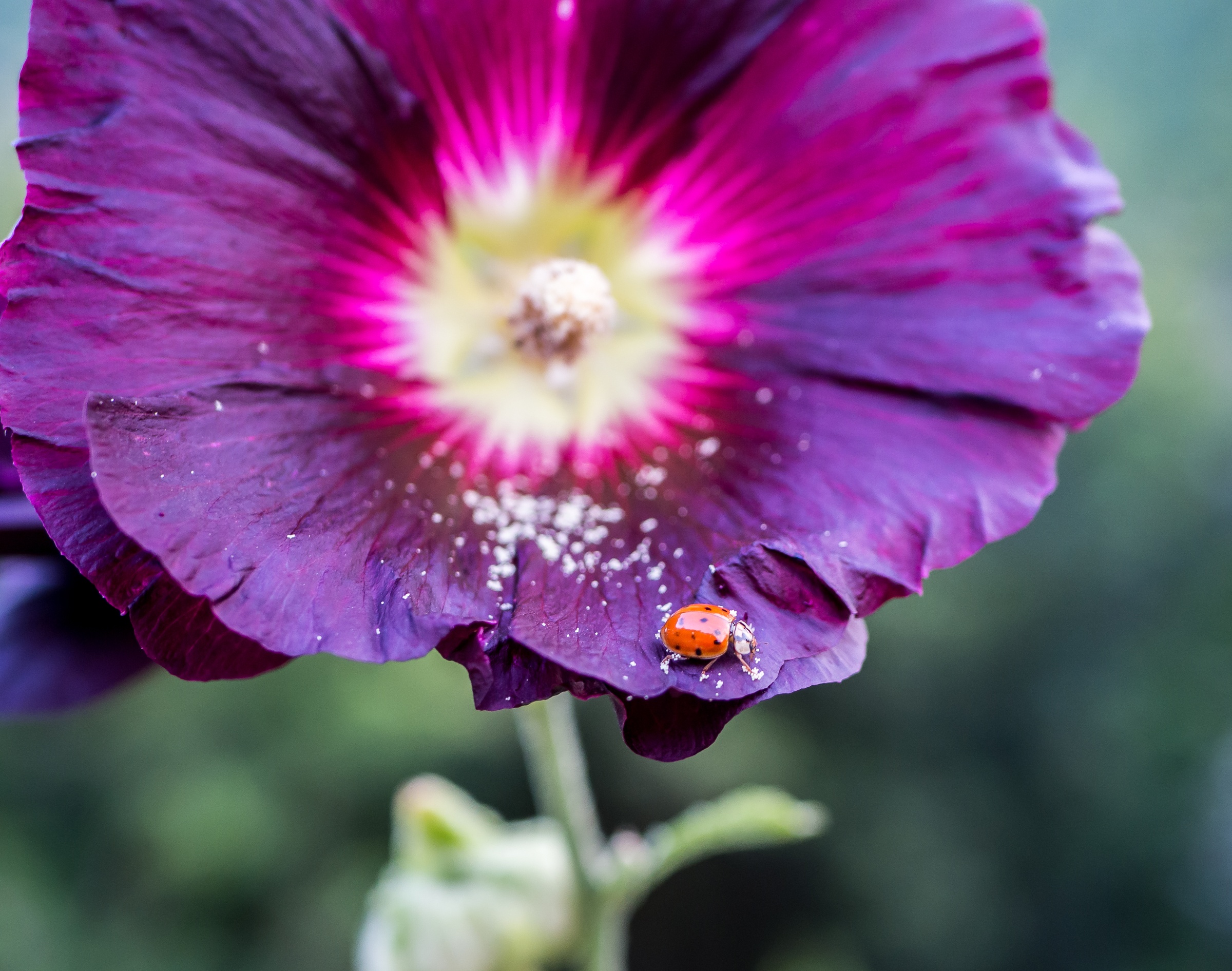 A purple flower with a yellow center and ladybug rests against blurred green foliage.