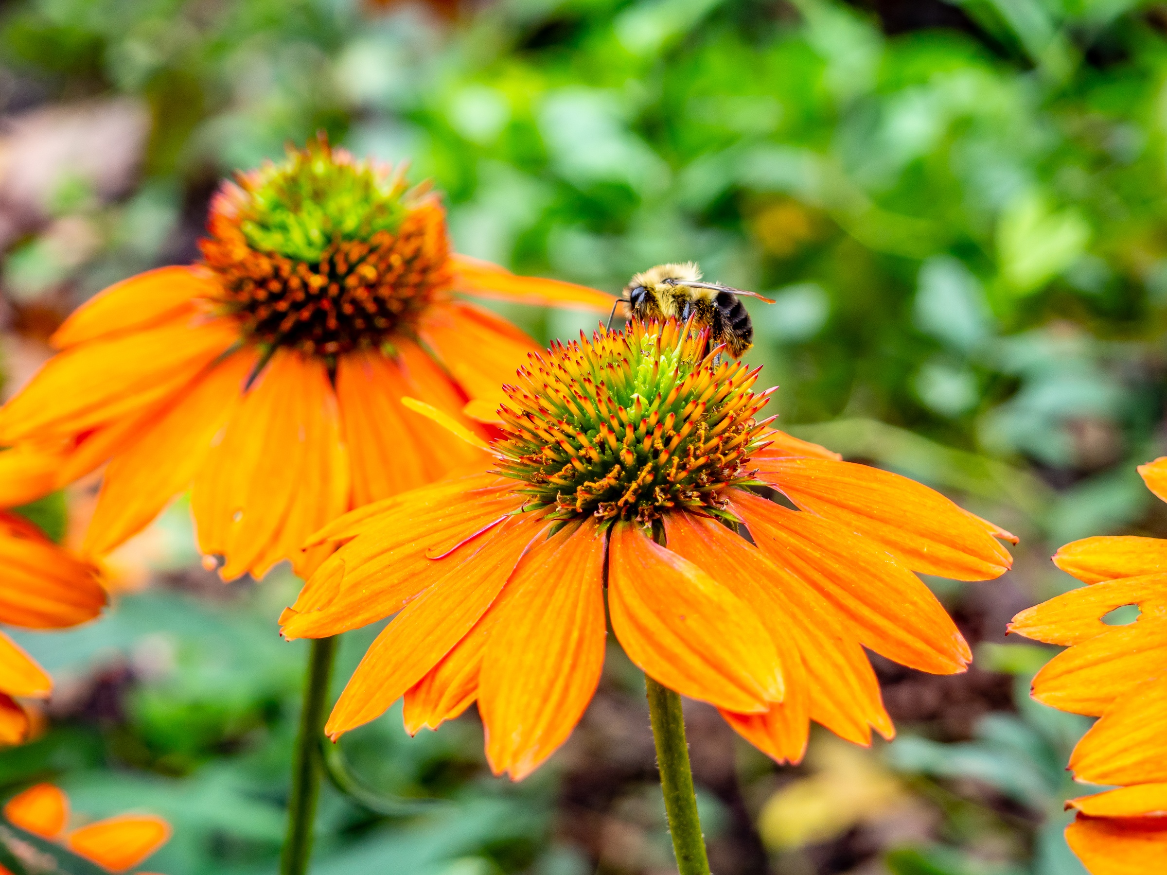 Orange coneflowers bloom in a garden, with a bee visiting one of the flowers.