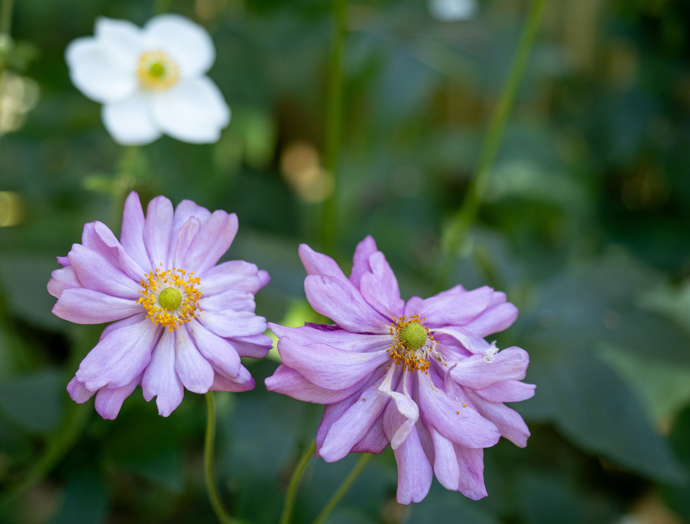 White and purple Japanese anemone flowers bloom amongst green foliage in a garden setting.