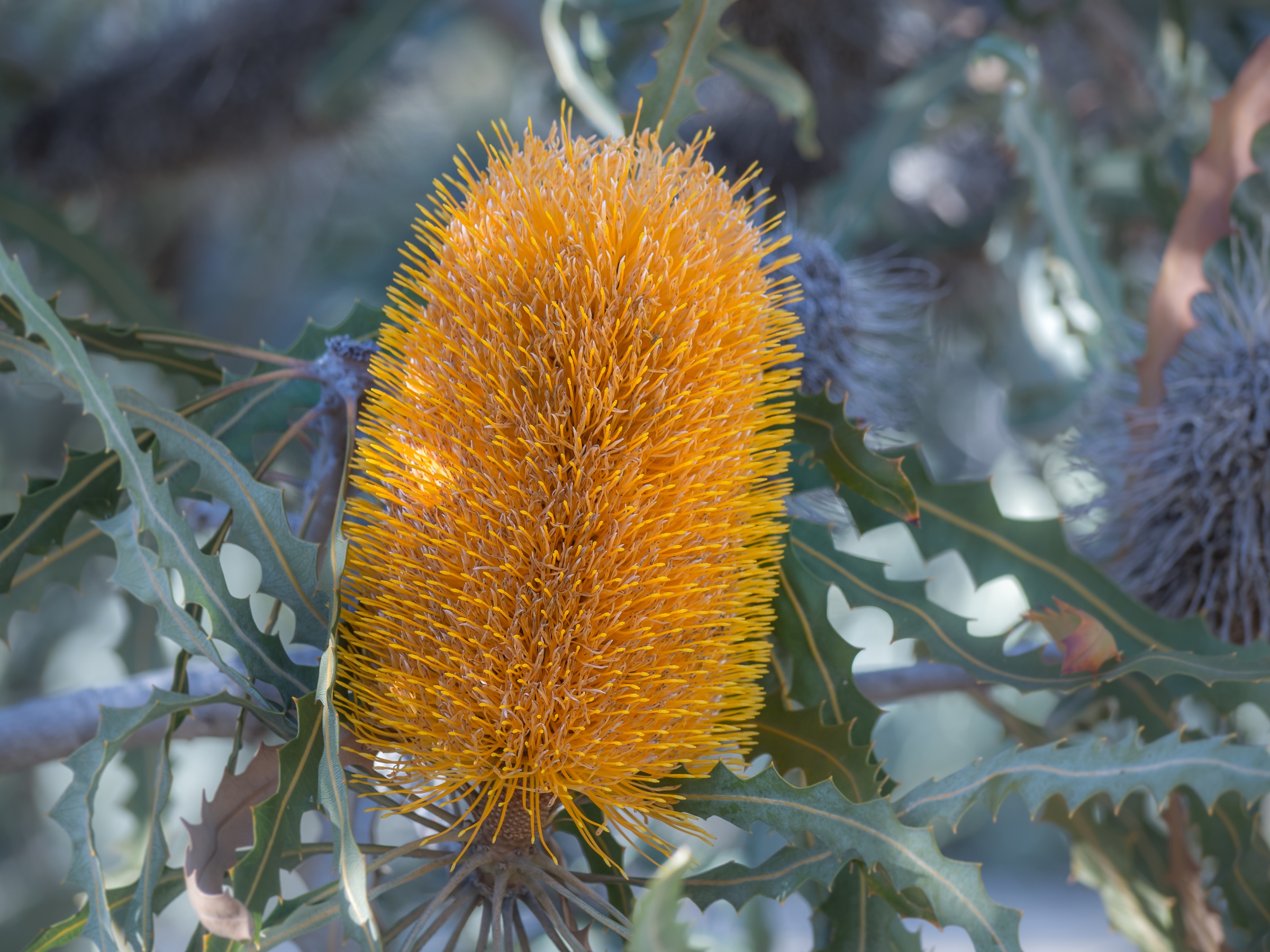 A bright yellow flower cone hangs among green foliage and other similar flowers in a garden.