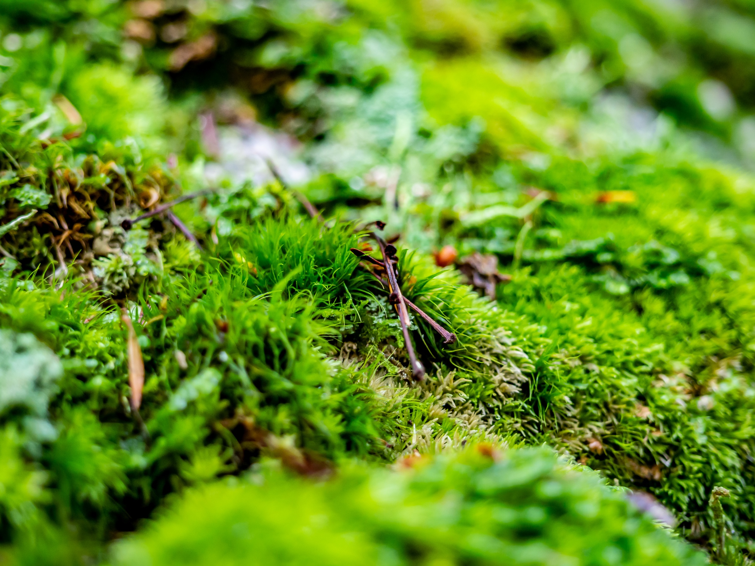 Vibrant green moss and small plants cover a damp, textured forest floor.