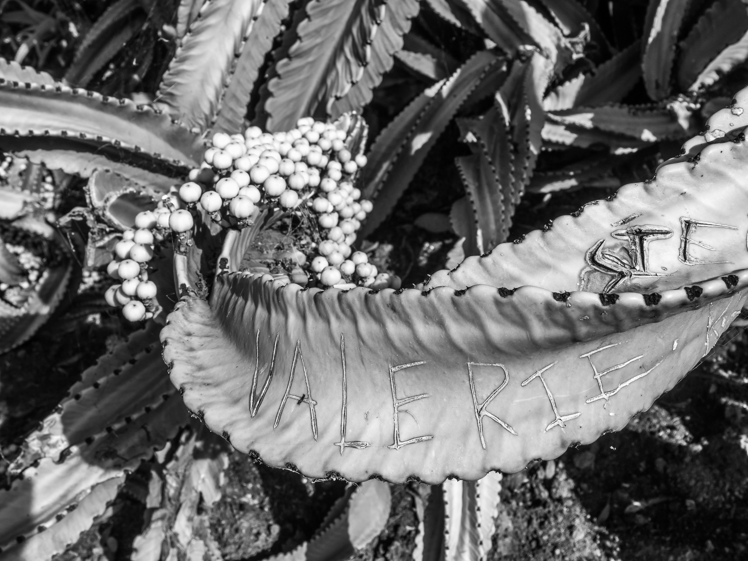 A succulent plant with white berries and a leaf inscribed with the name Valerie grows in soil.