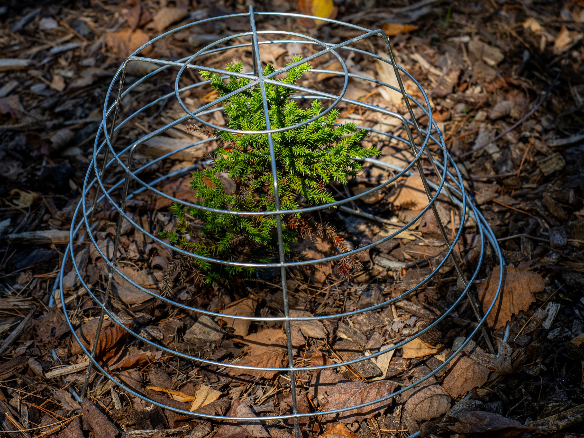 A small evergreen plant sits within a metal wire cage surrounded by fallen leaves and mulch.