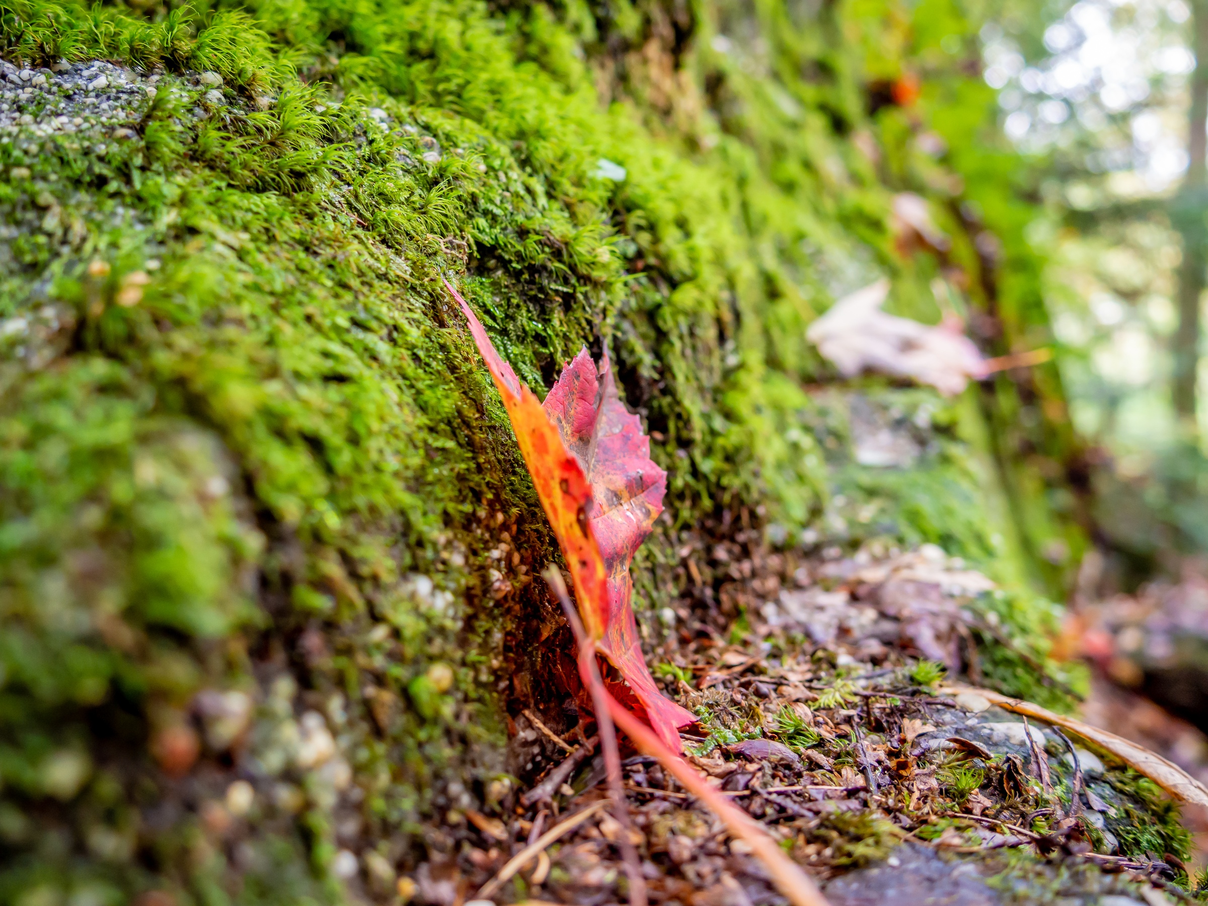 A red leaf rests on a mossy tree trunk in a forest setting.