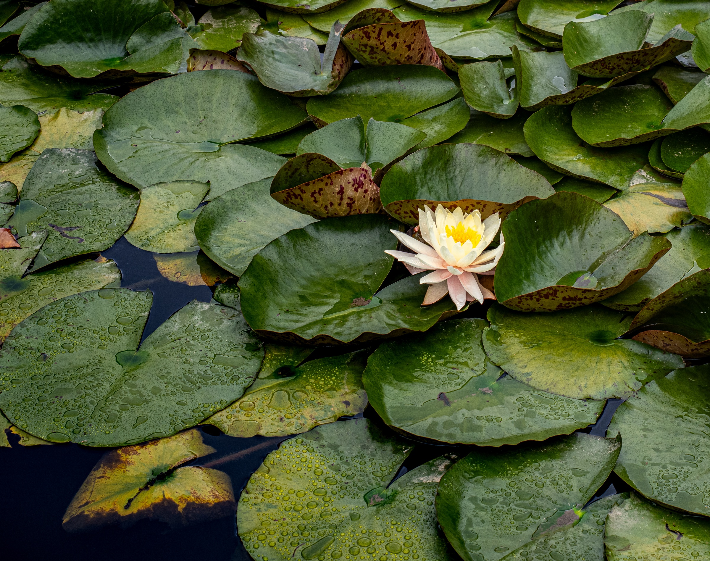 A white water lily blooms amongst green lily pads on a calm pond.