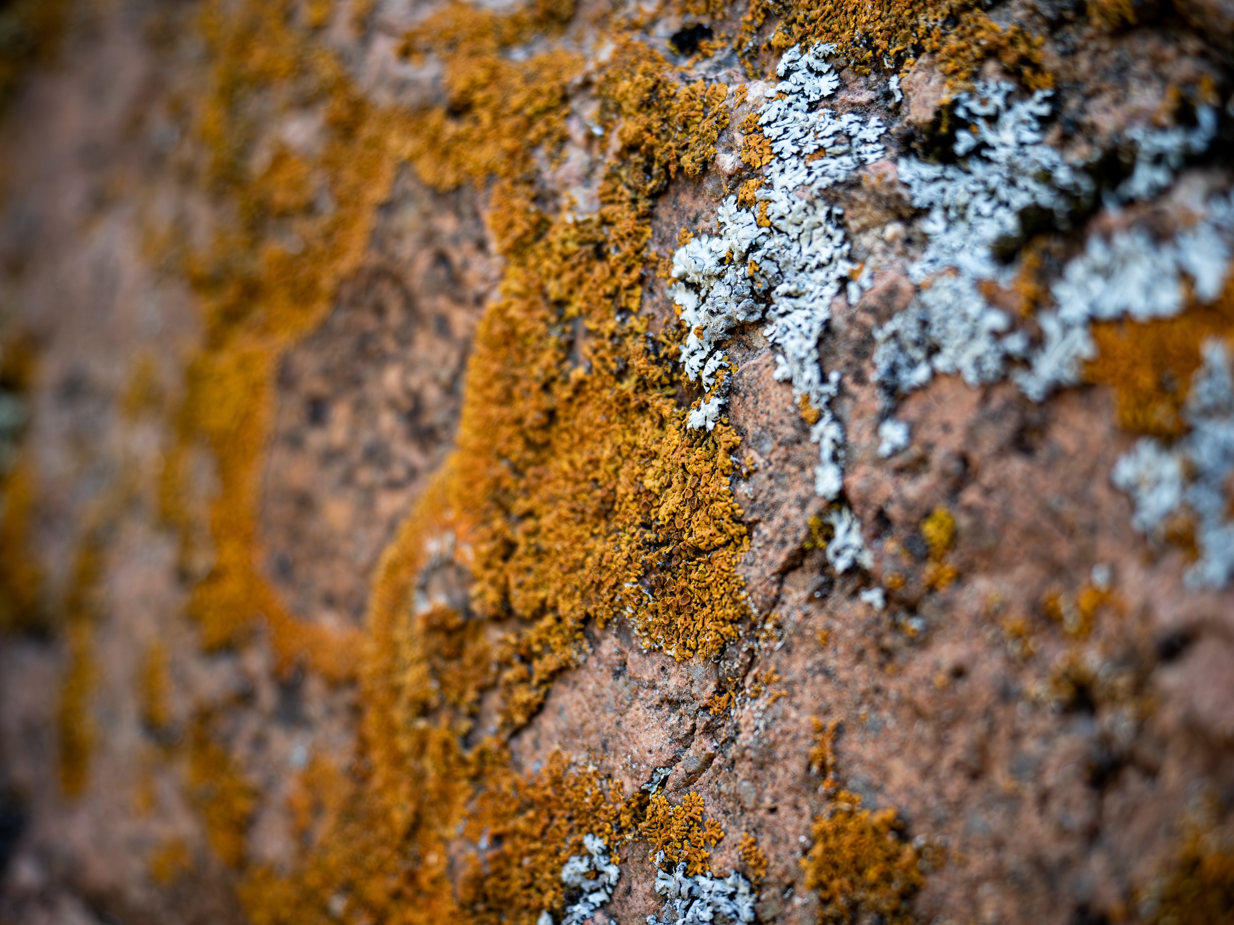 Orange and white lichen covers a rough textured reddish-brown rock surface.