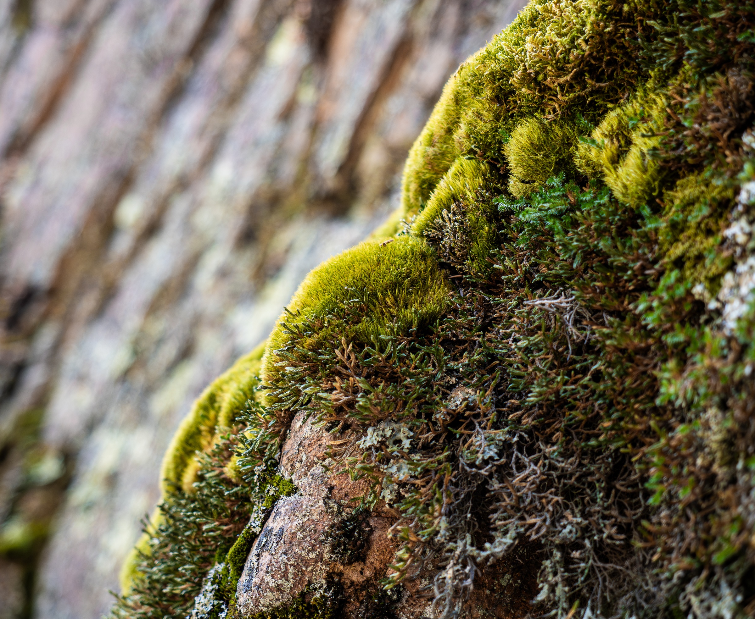 Vibrant green moss covers a textured tree trunk in a natural outdoor setting.