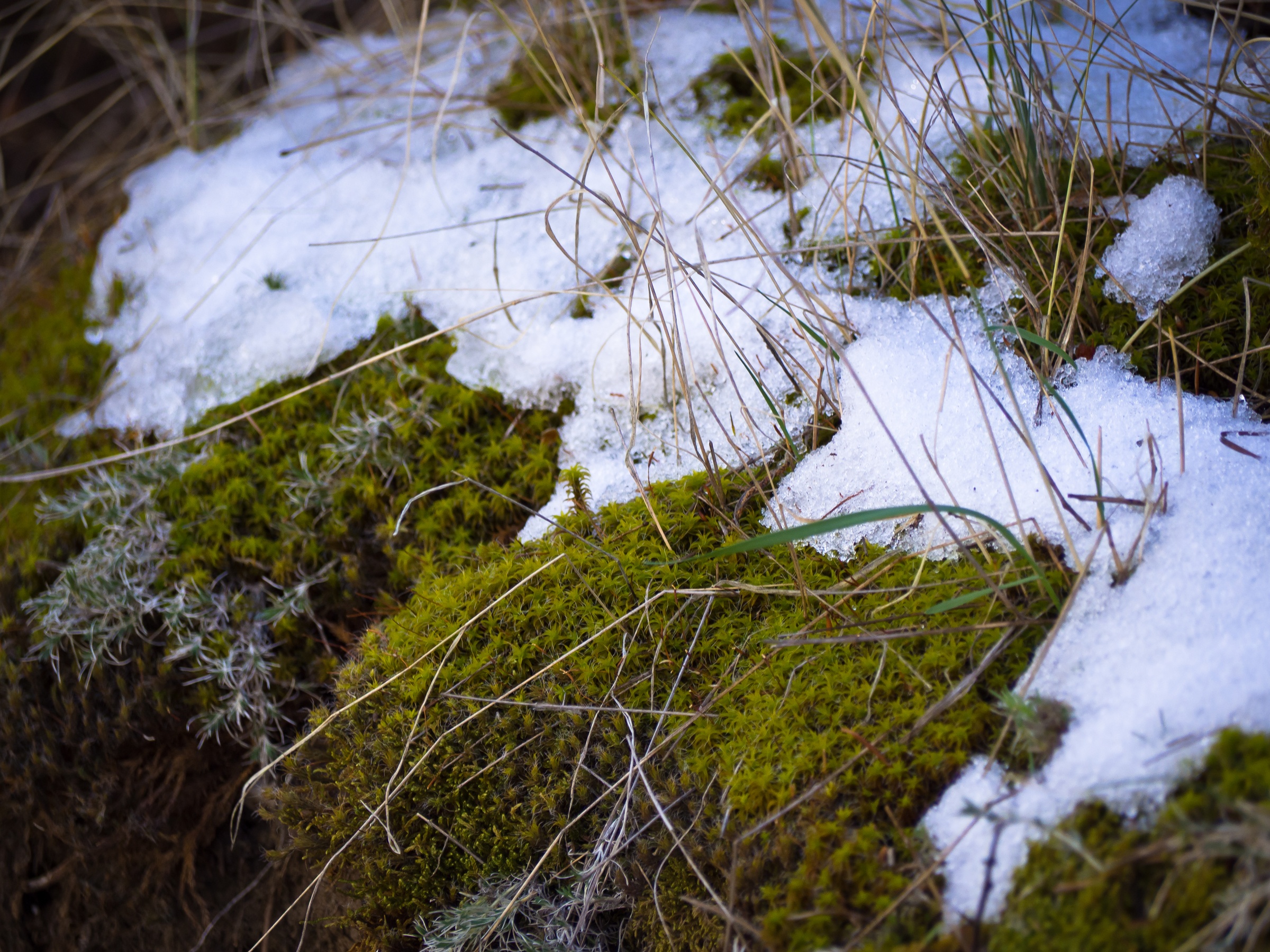 Moss and snow cover a small patch of ground with dry grass nearby.