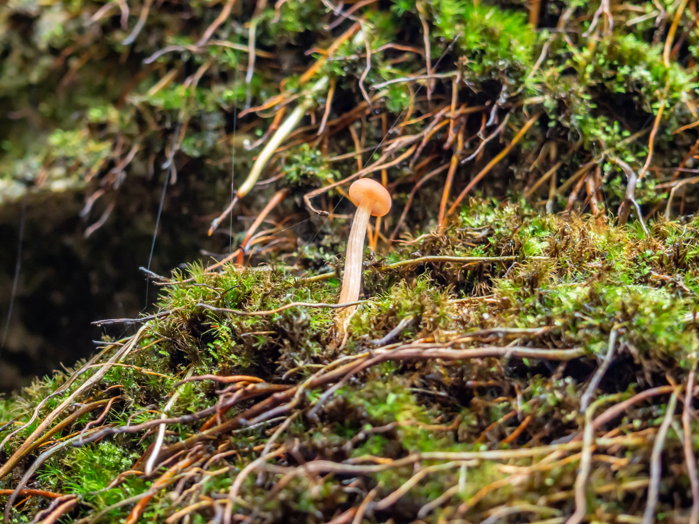 A small pink mushroom grows among moss and fallen branches on a forest floor.