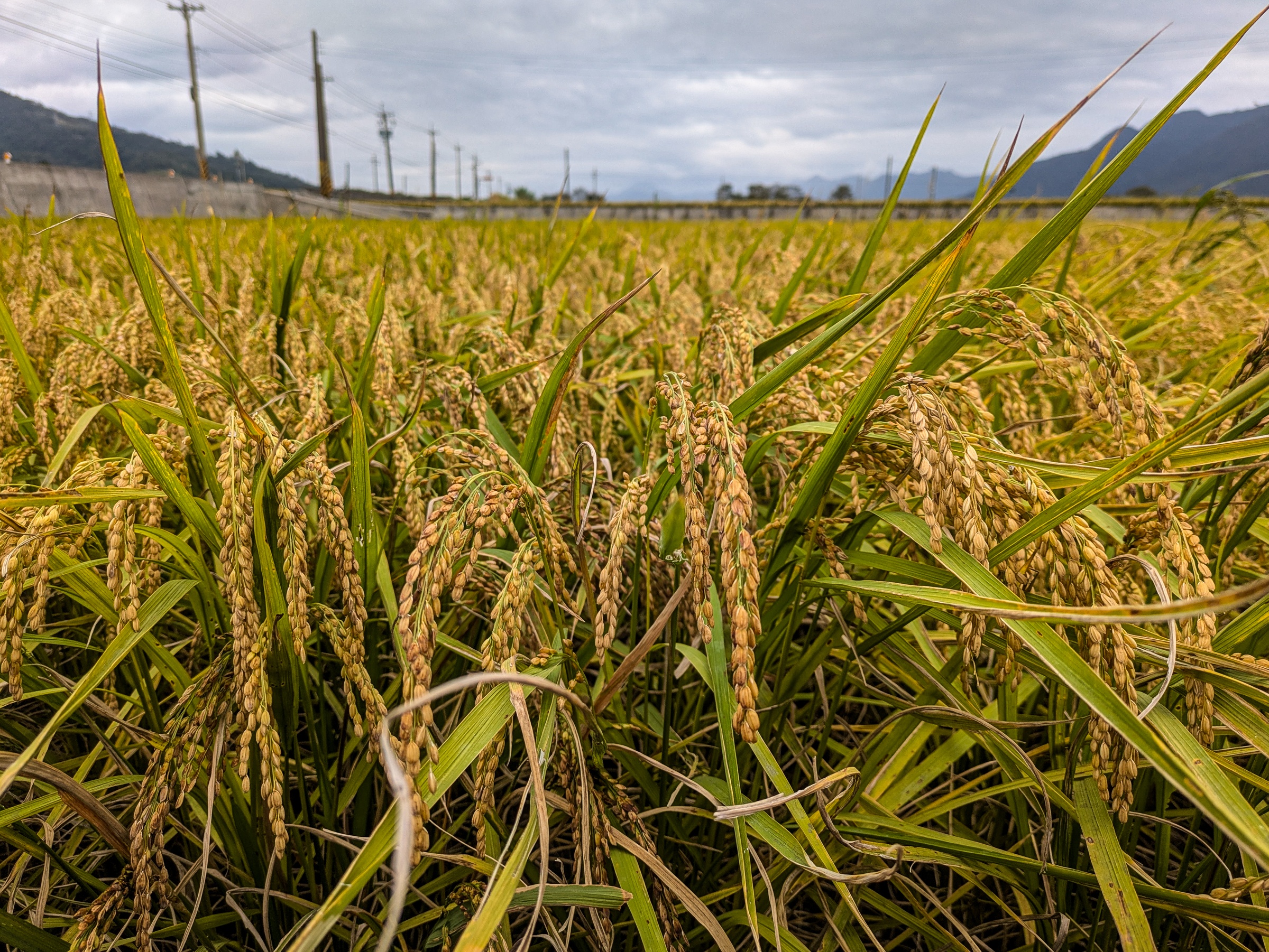 Golden rice stalks fill a field with distant mountains visible under an overcast sky.