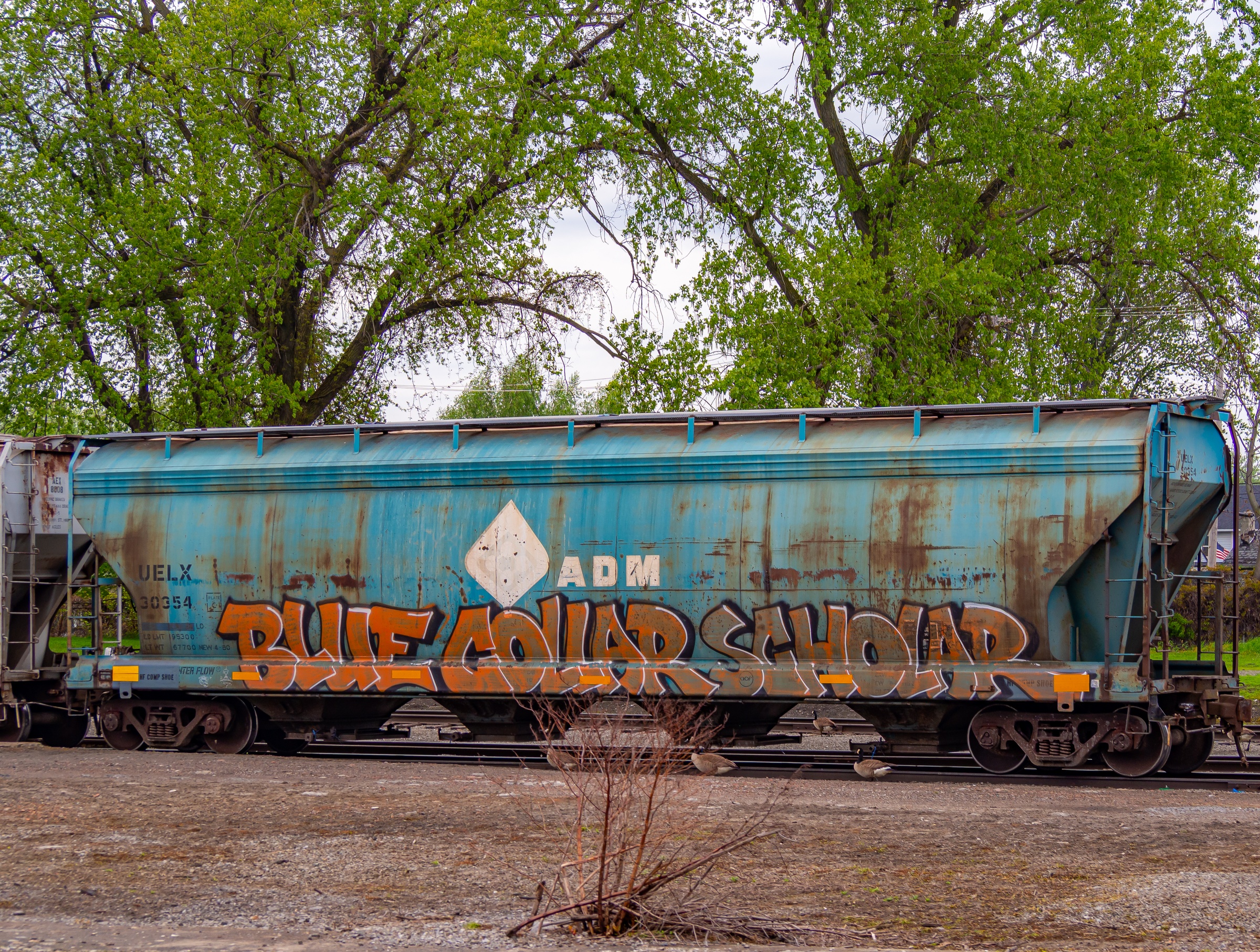 A weathered blue grain car with graffiti sits on a track near trees and foliage.