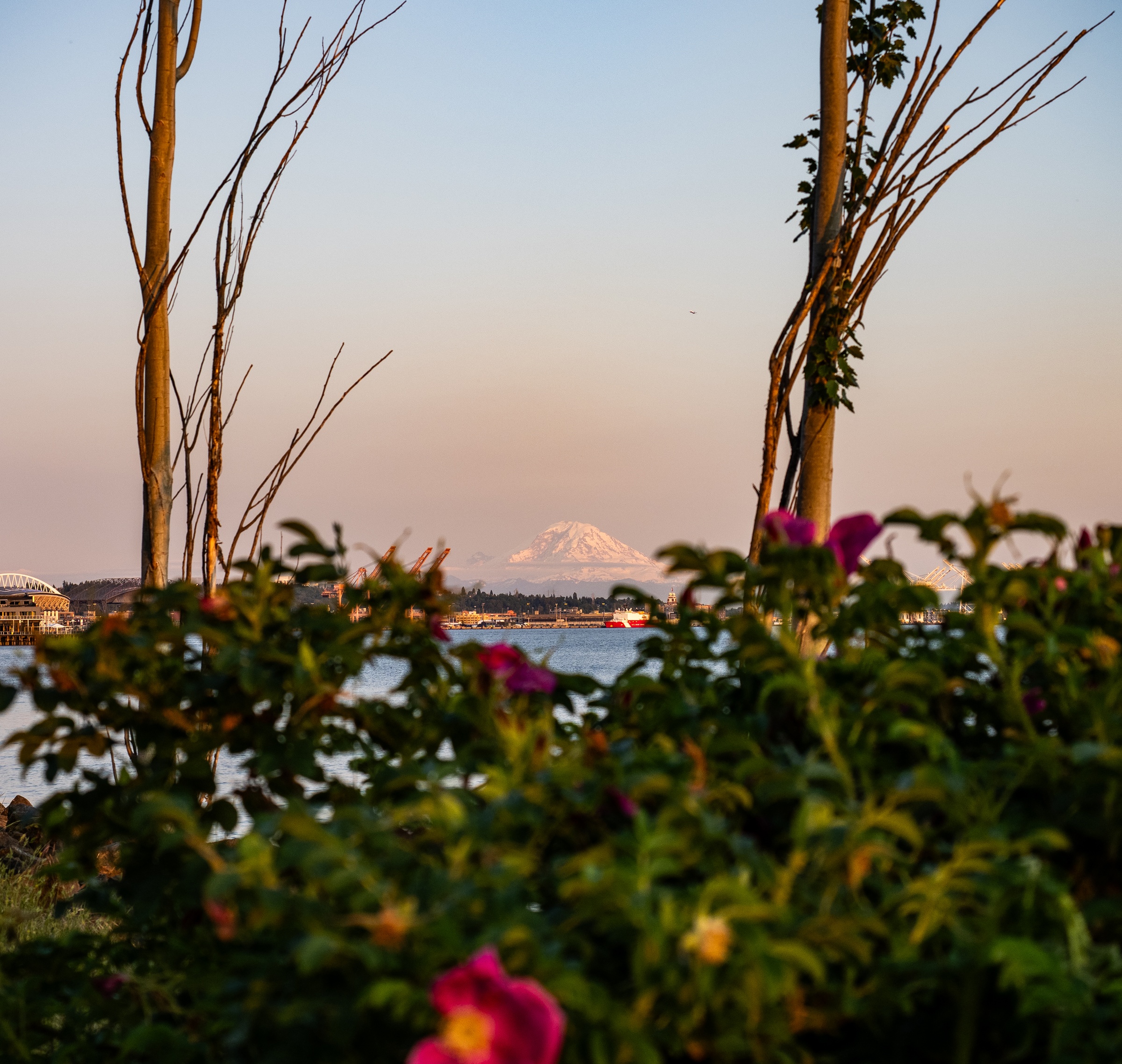 Pink flowers and slender trees frame a distant snow-capped mountain across a body of water.
