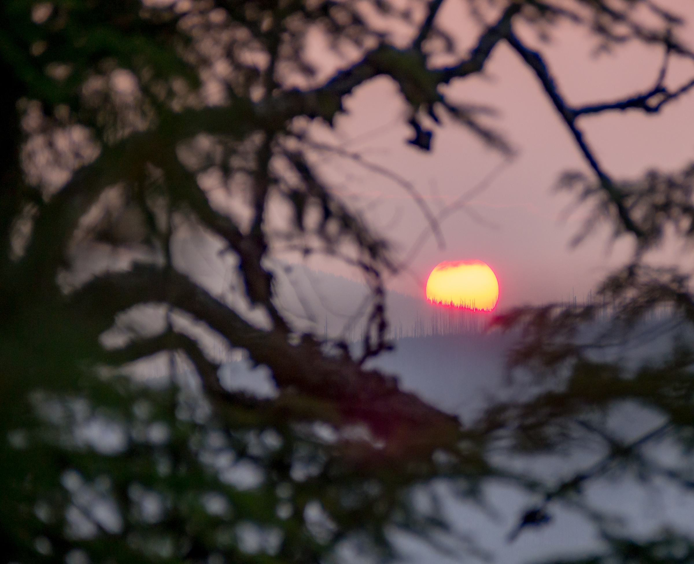 A glowing yellow sun sits behind blurred dark tree branches against a pale pink sky.