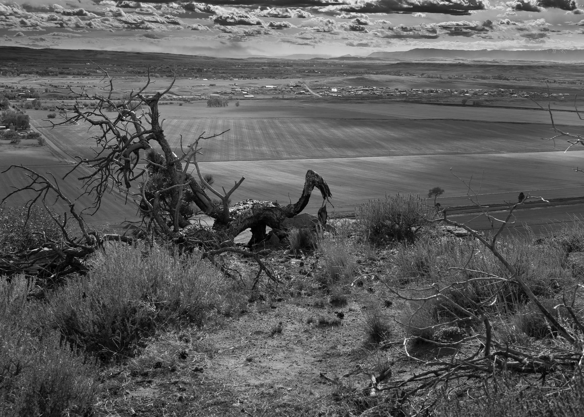 Gnarled dead branches overlook a wide valley of fields and a distant town under a cloudy sky.