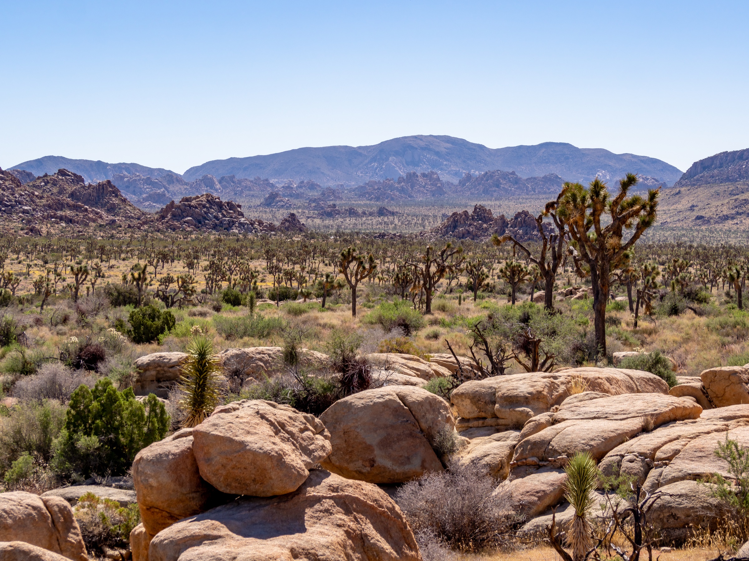 Joshua trees and large boulders dot a desert landscape with distant mountains under a clear blue sky.