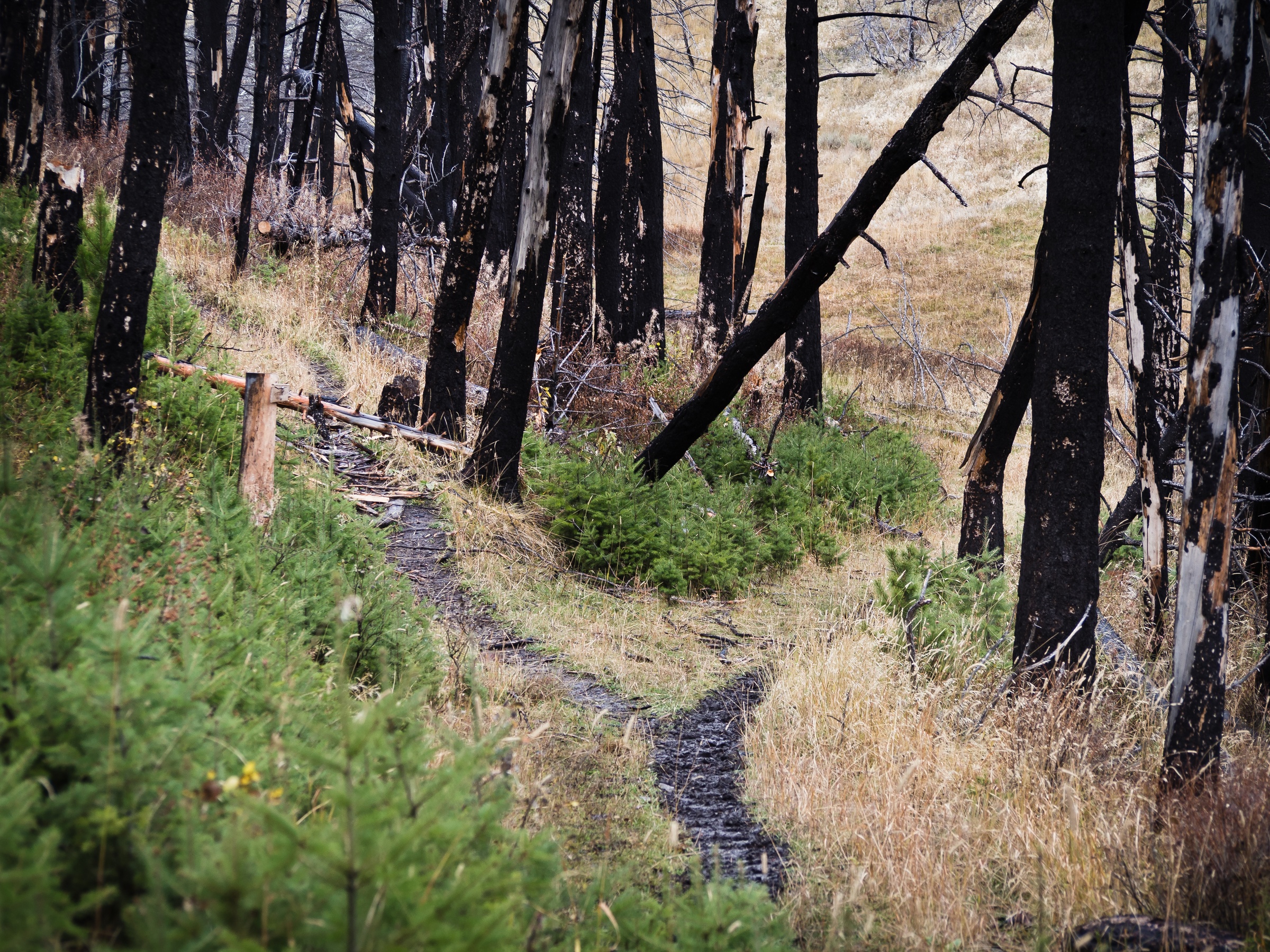A narrow dirt path winds through charred tree trunks and new green growth in a burnt forest.