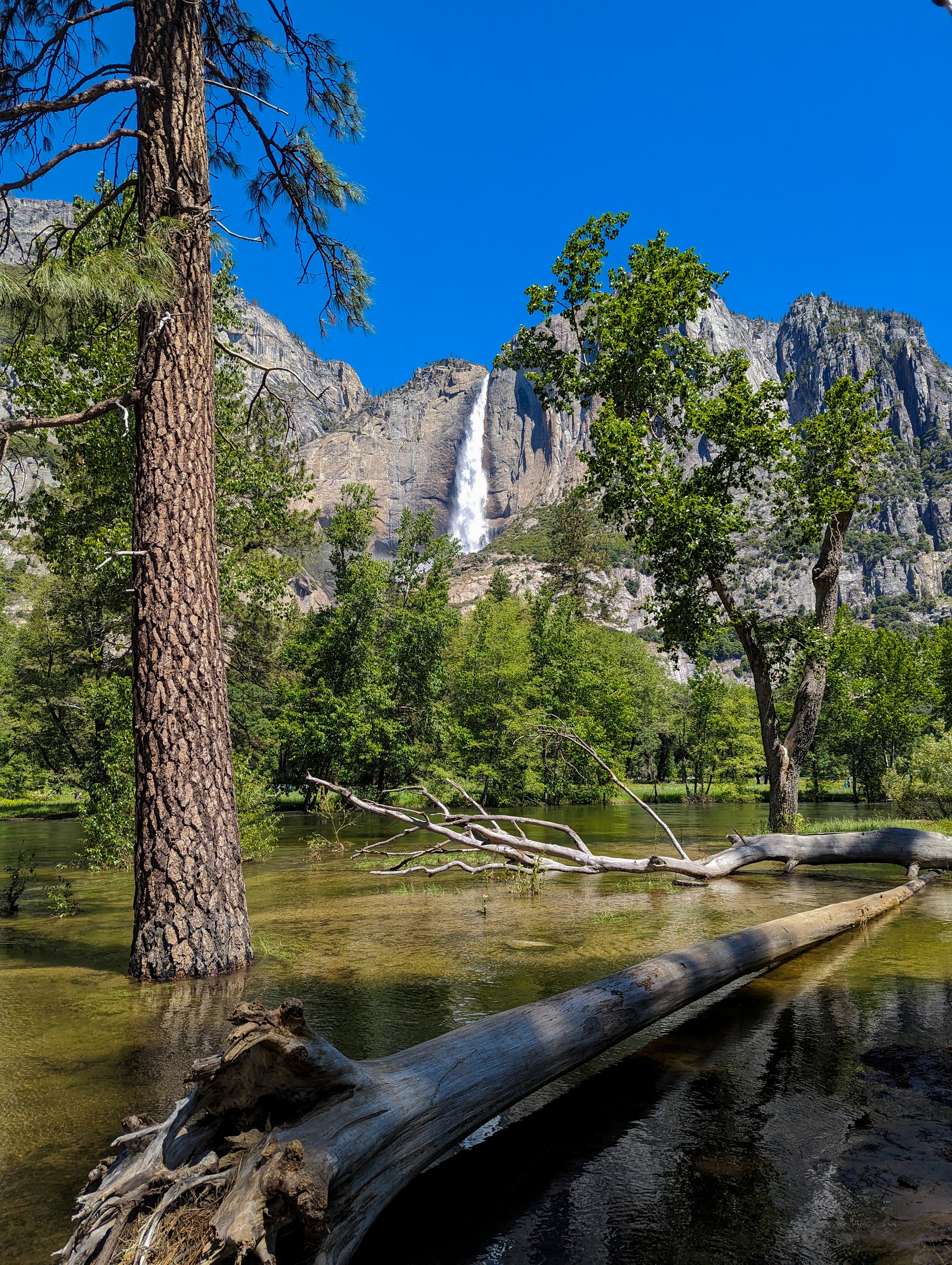 A waterfall cascades down granite cliffs behind a tall pine tree and fallen logs in shallow water.