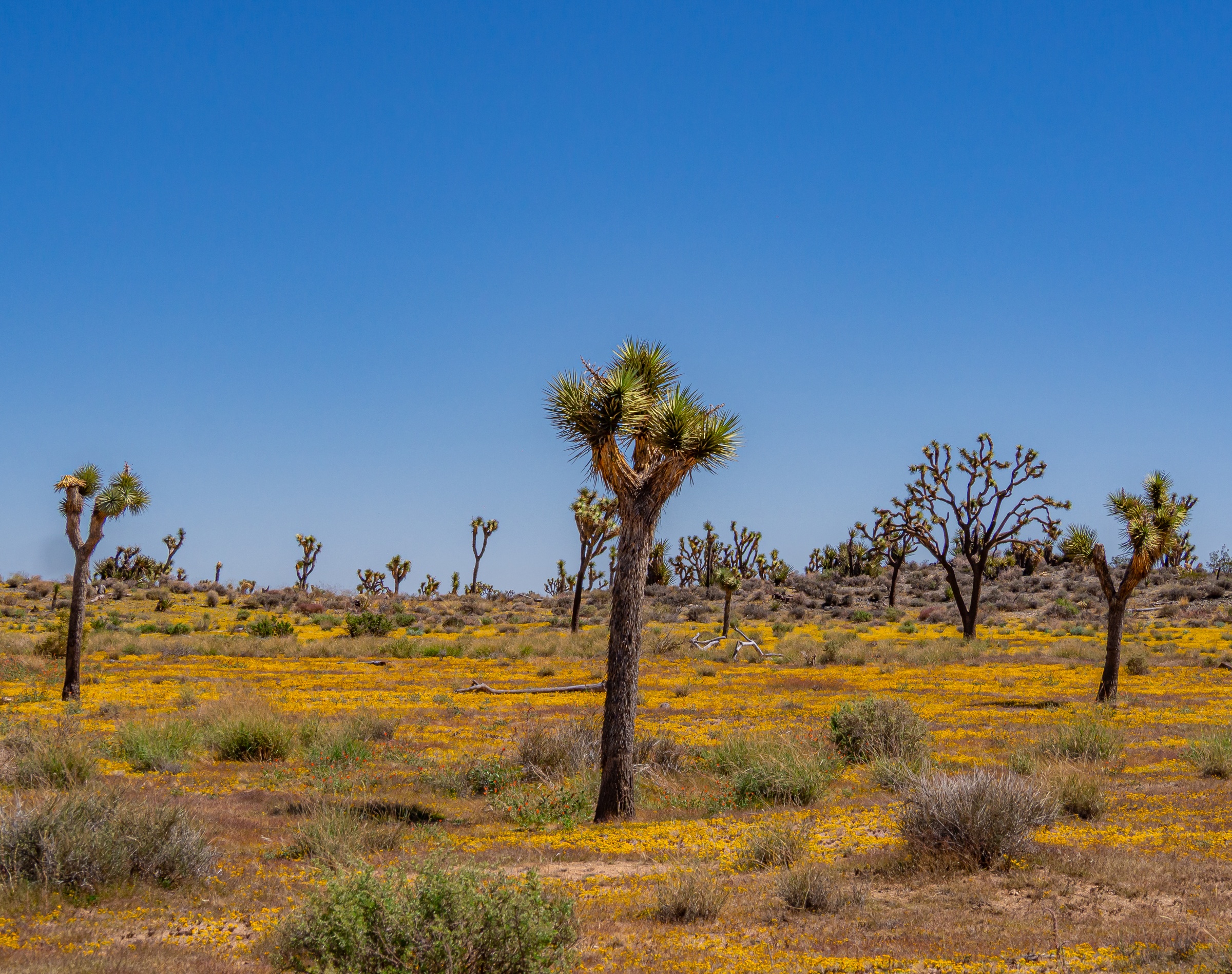 Joshua trees grow among yellow wildflowers in a desert under a clear blue sky.