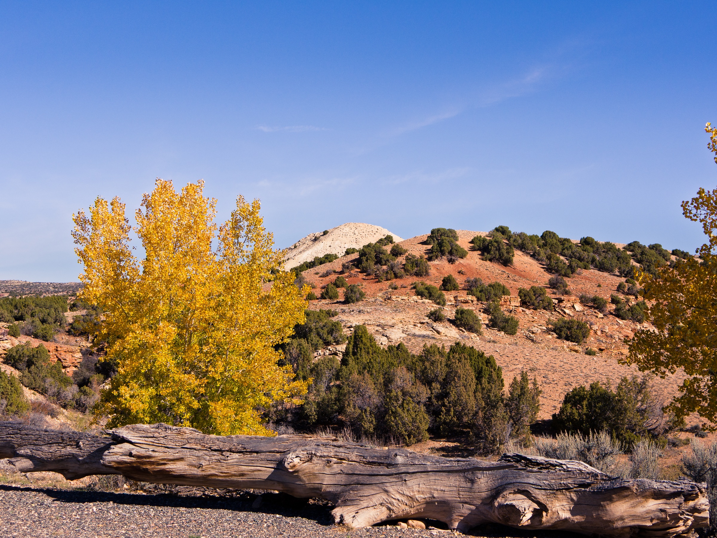 A bright yellow tree and weathered log in a red rock landscape under a clear blue sky.