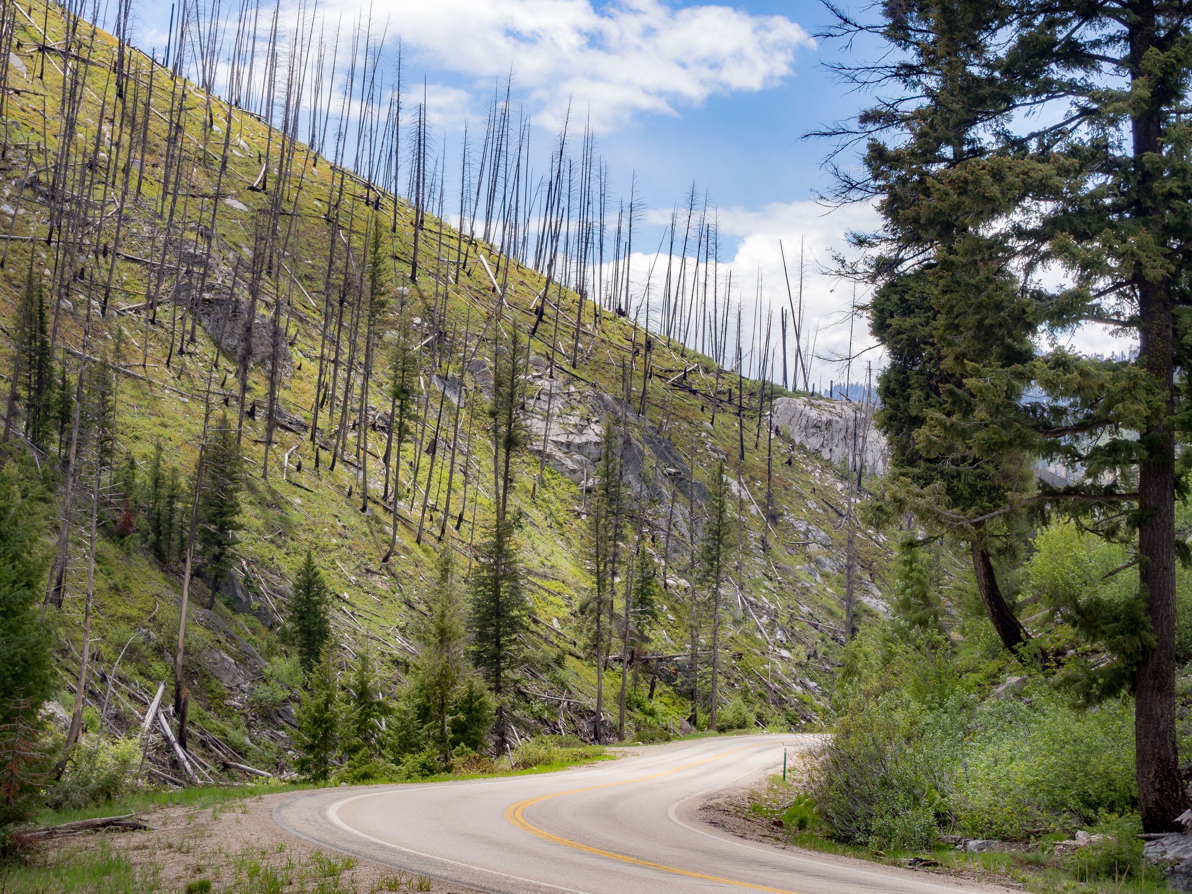 A winding road curves through a hillside of burnt tree trunks and green evergreen trees.
