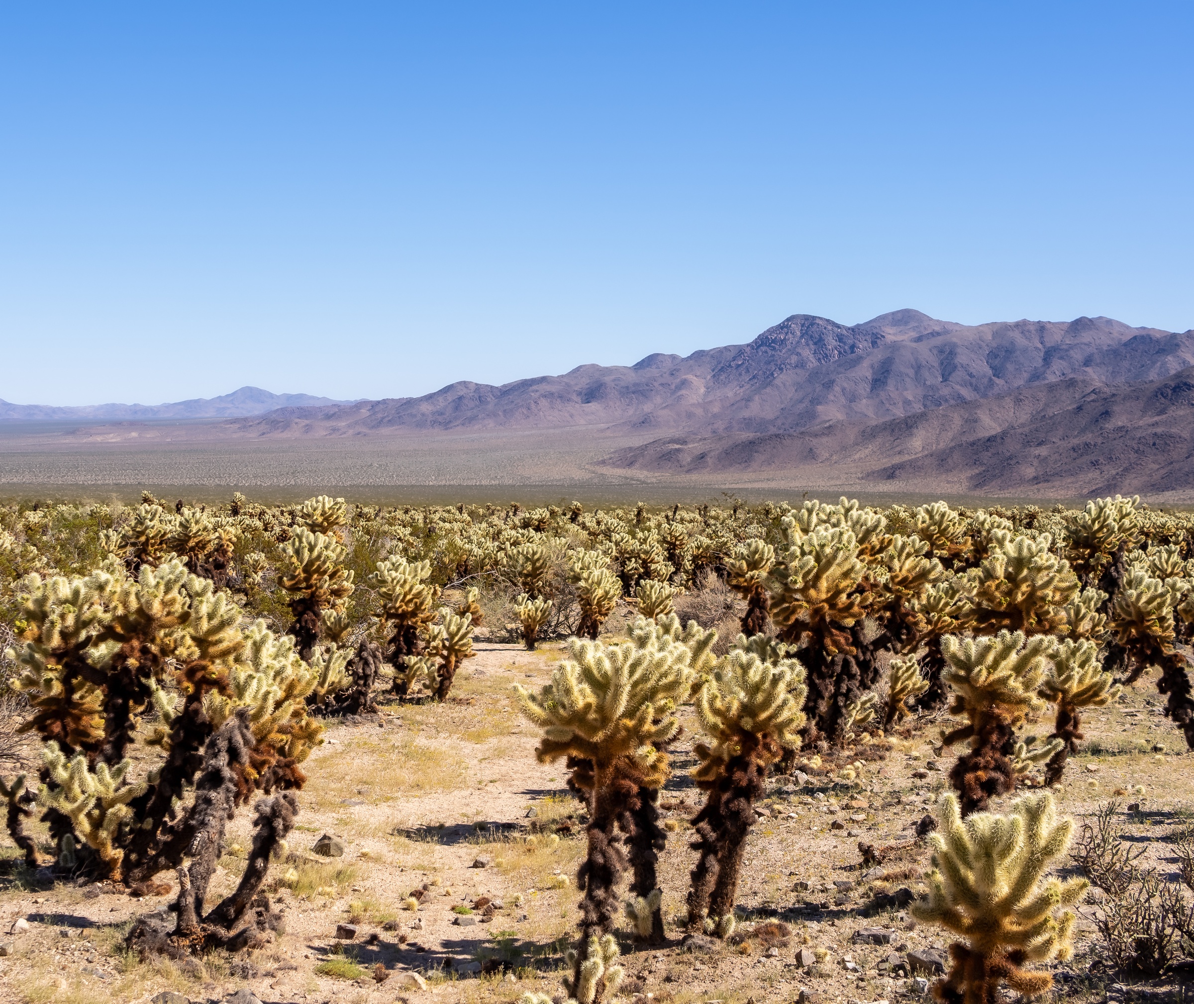 Cholla cacti populate a desert landscape with distant mountains under a clear blue sky.