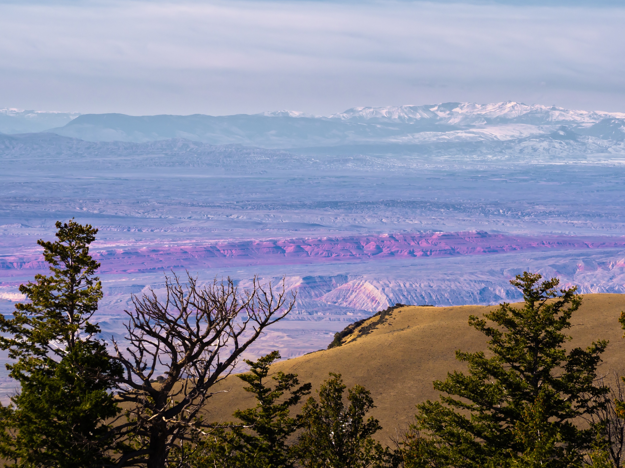 Evergreen trees overlook a valley of colorful rock formations and distant snow-capped mountains.