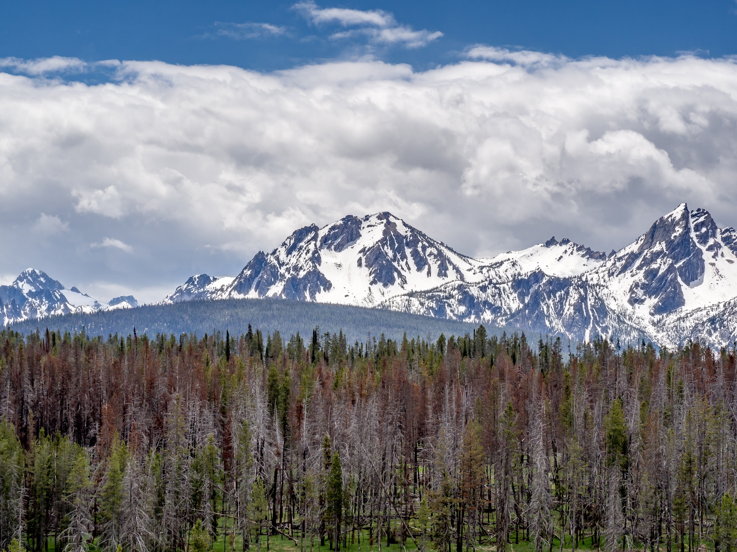 Snow-capped mountains tower over a forest of brown and green trees beneath a cloudy blue sky.