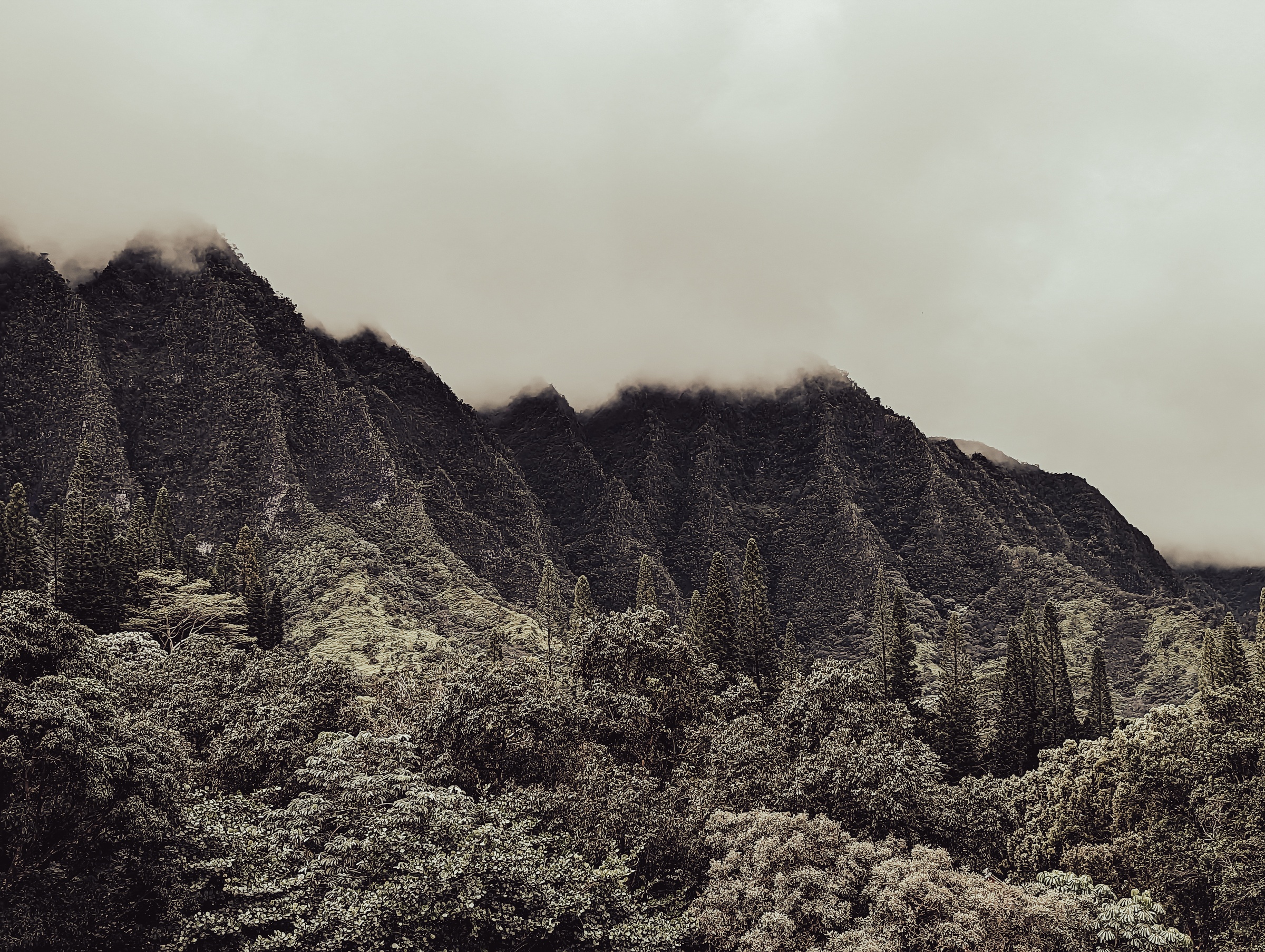 Low clouds shroud dark jagged mountains above a dense forest.