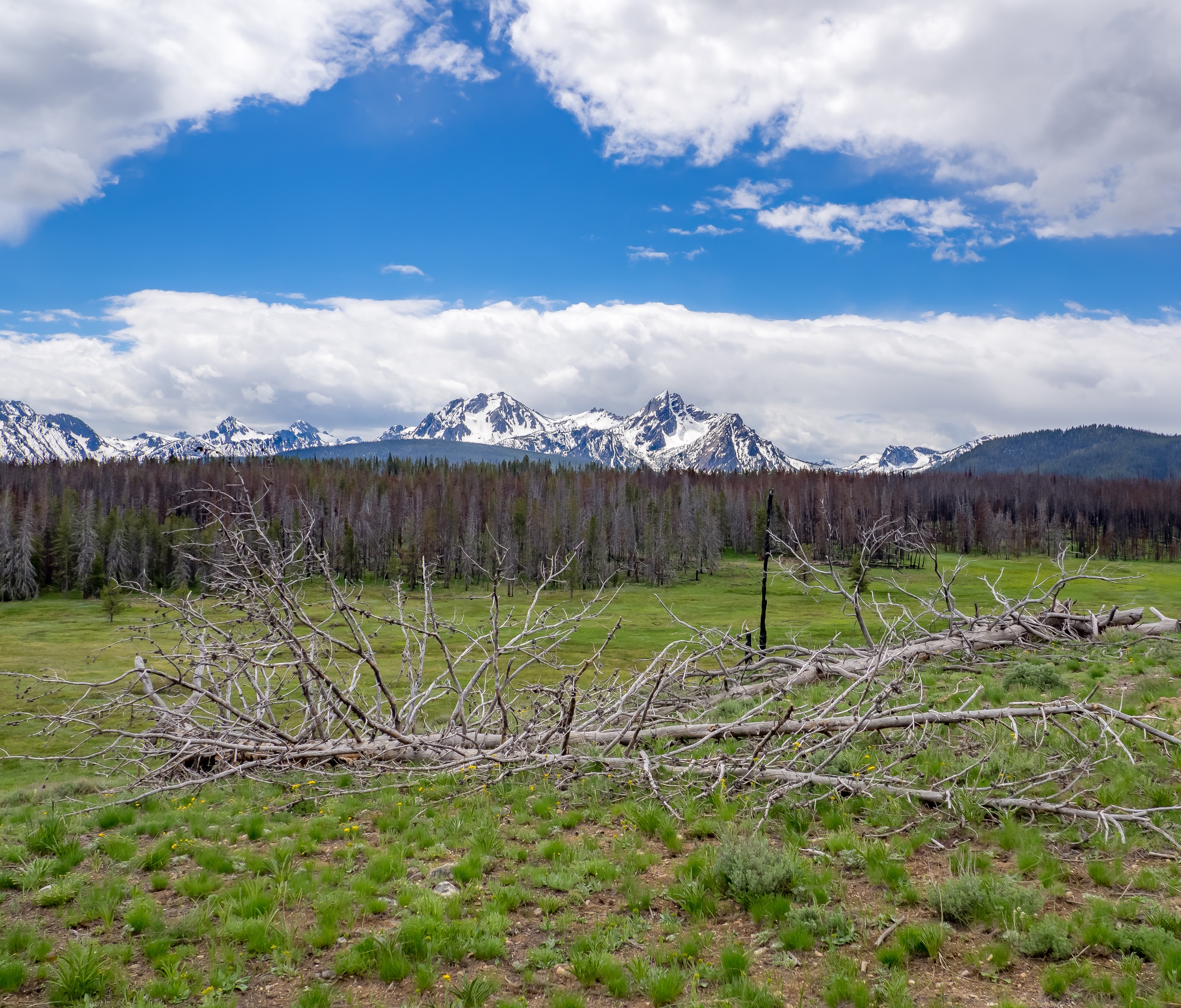 Fallen dead trees lie in a grassy meadow before a dark forest and snow-capped mountains.