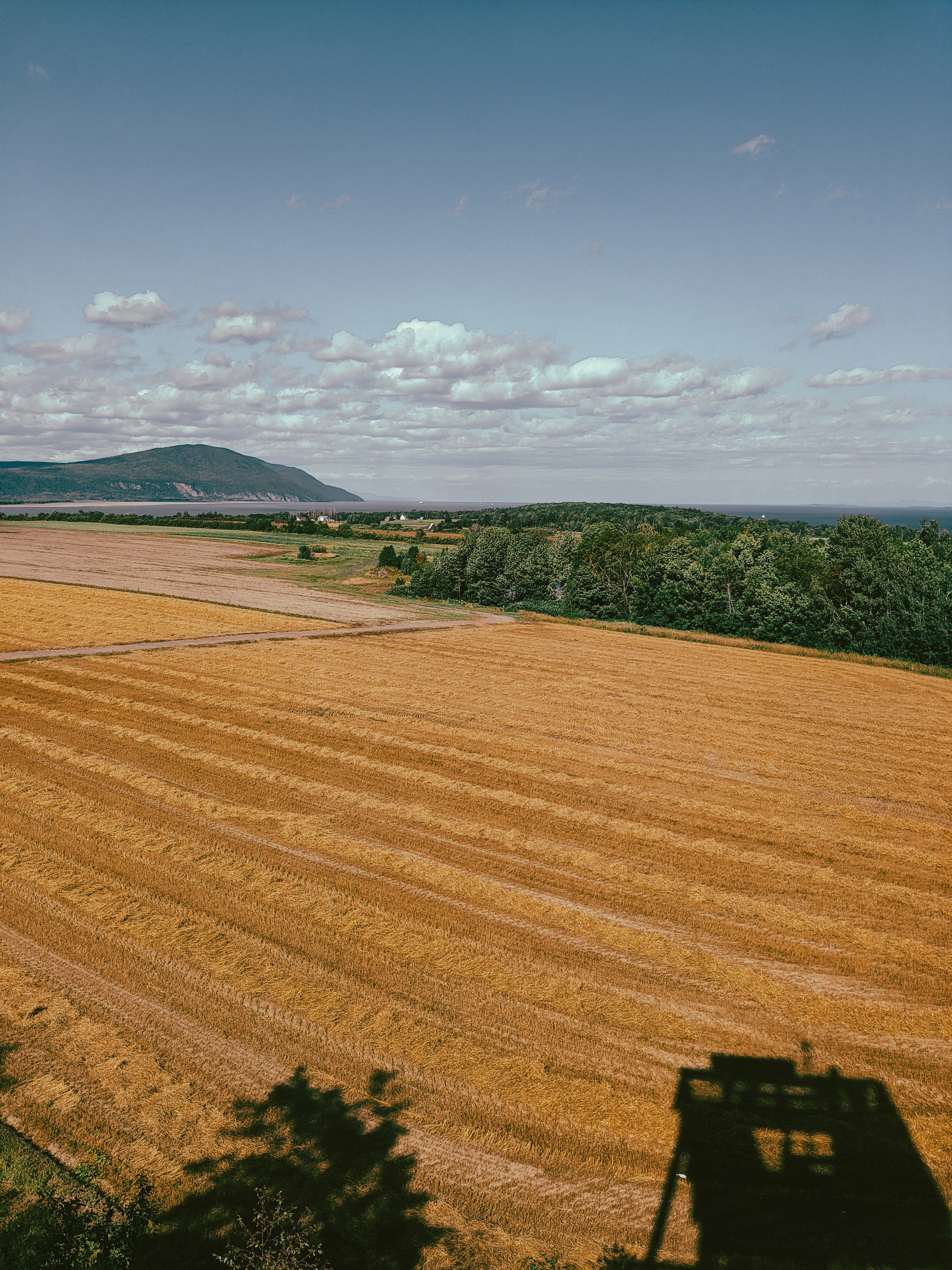 A golden field stretches toward green trees, distant water, and a mountain under a blue sky.