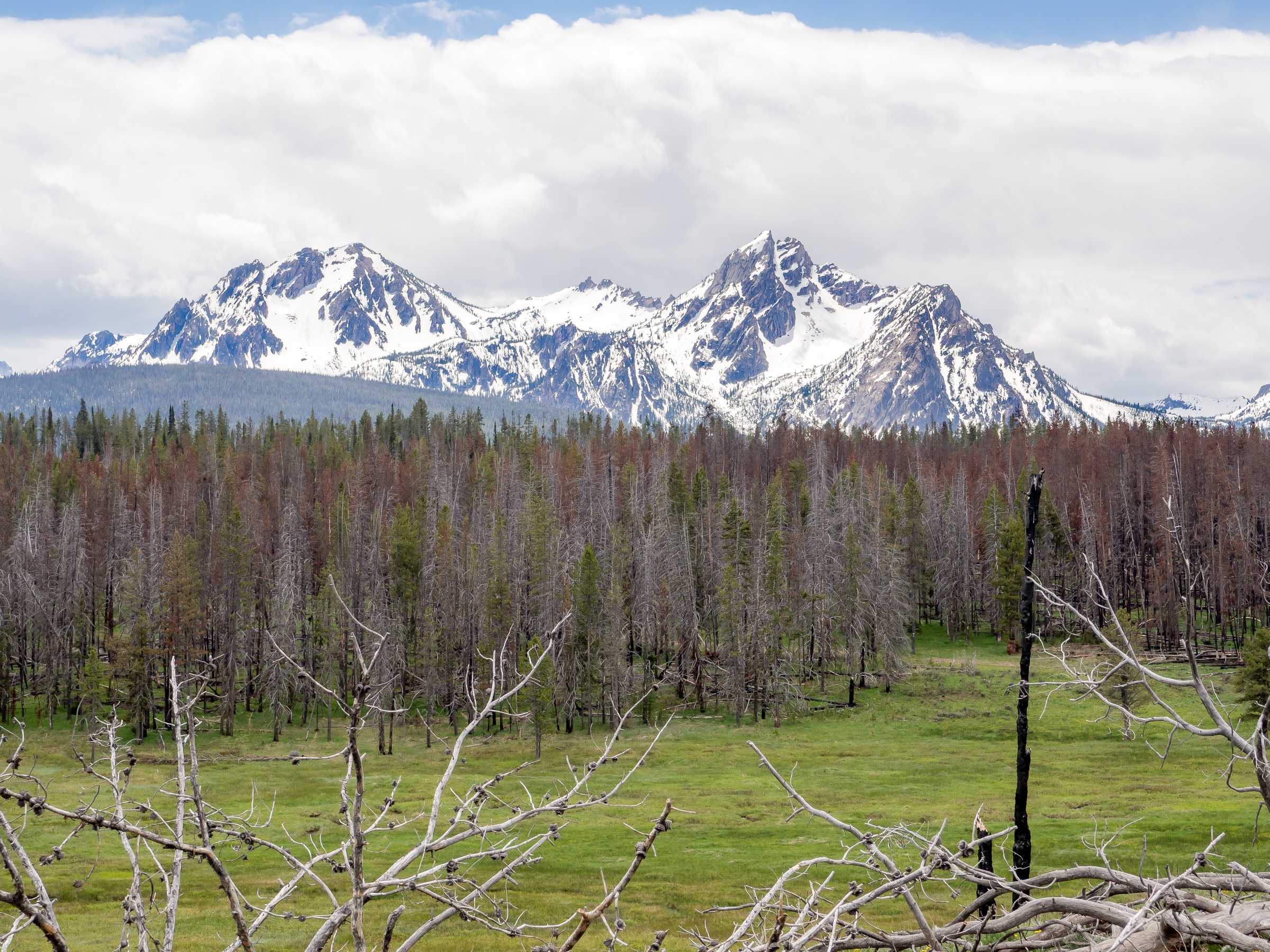 Snow-capped mountains tower over a forest of brown trees and a green meadow.