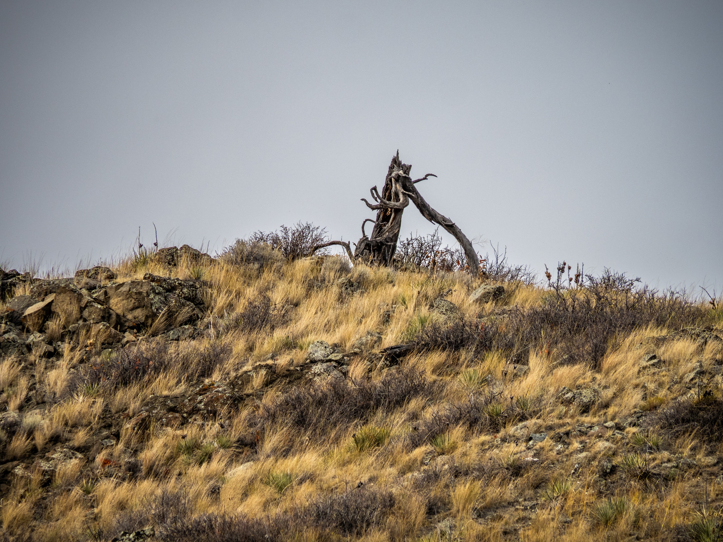 A gnarled dead tree stands on a rocky, grassy hill under an overcast sky.