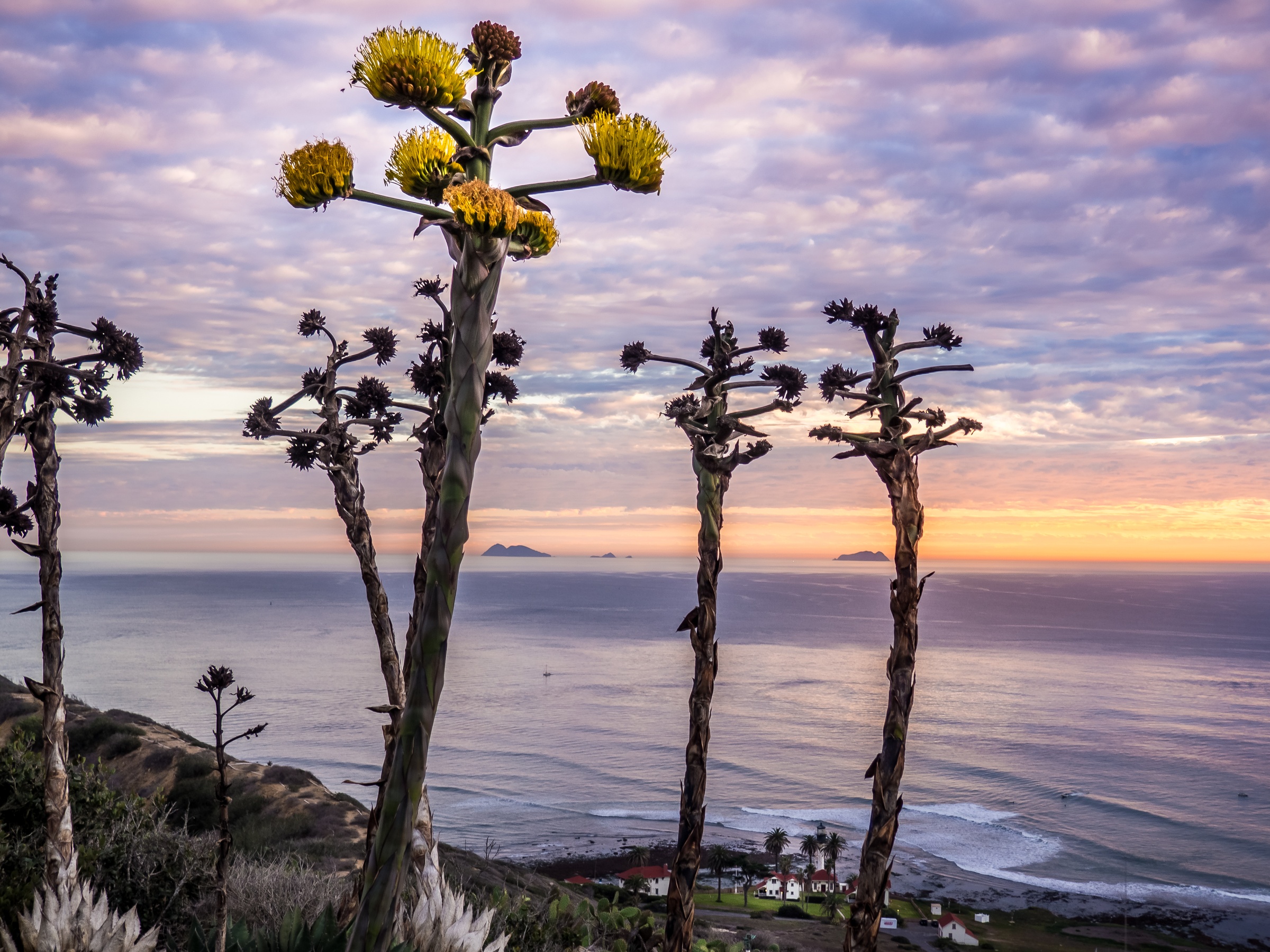 Yellow flowering agave stalks overlook the ocean under a cloudy sunset sky.