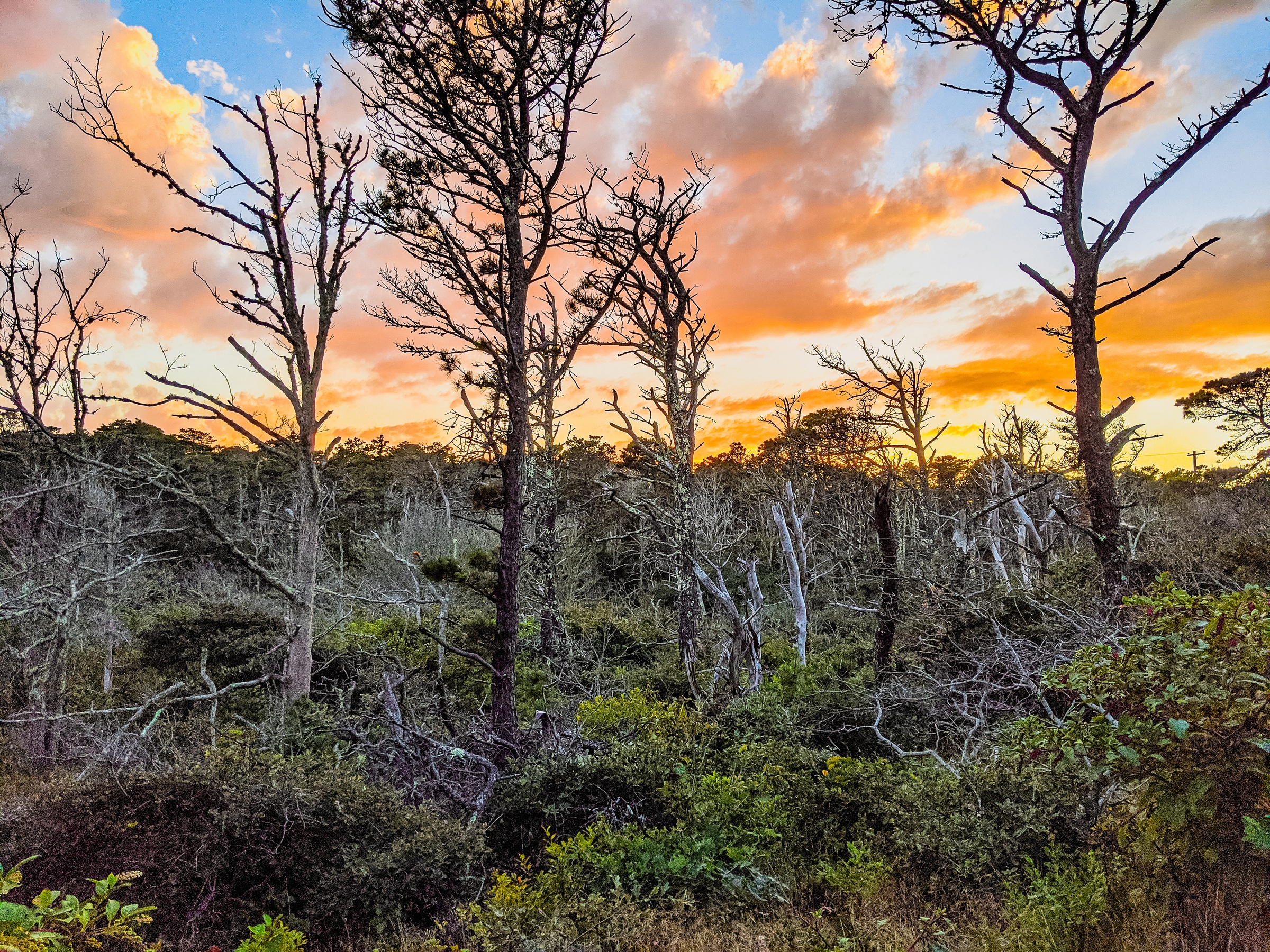 Skeletal trees stand among low green shrubs beneath a vibrant orange and blue sunset sky.