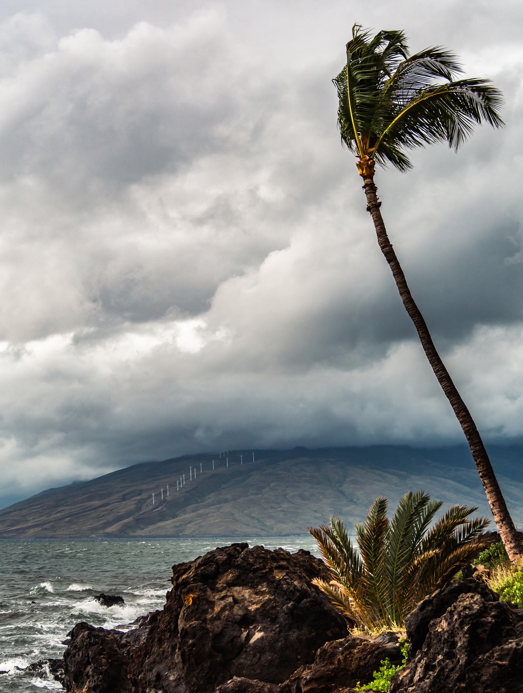 A leaning palm tree stands on dark volcanic rocks by the ocean under a cloudy mountain sky.