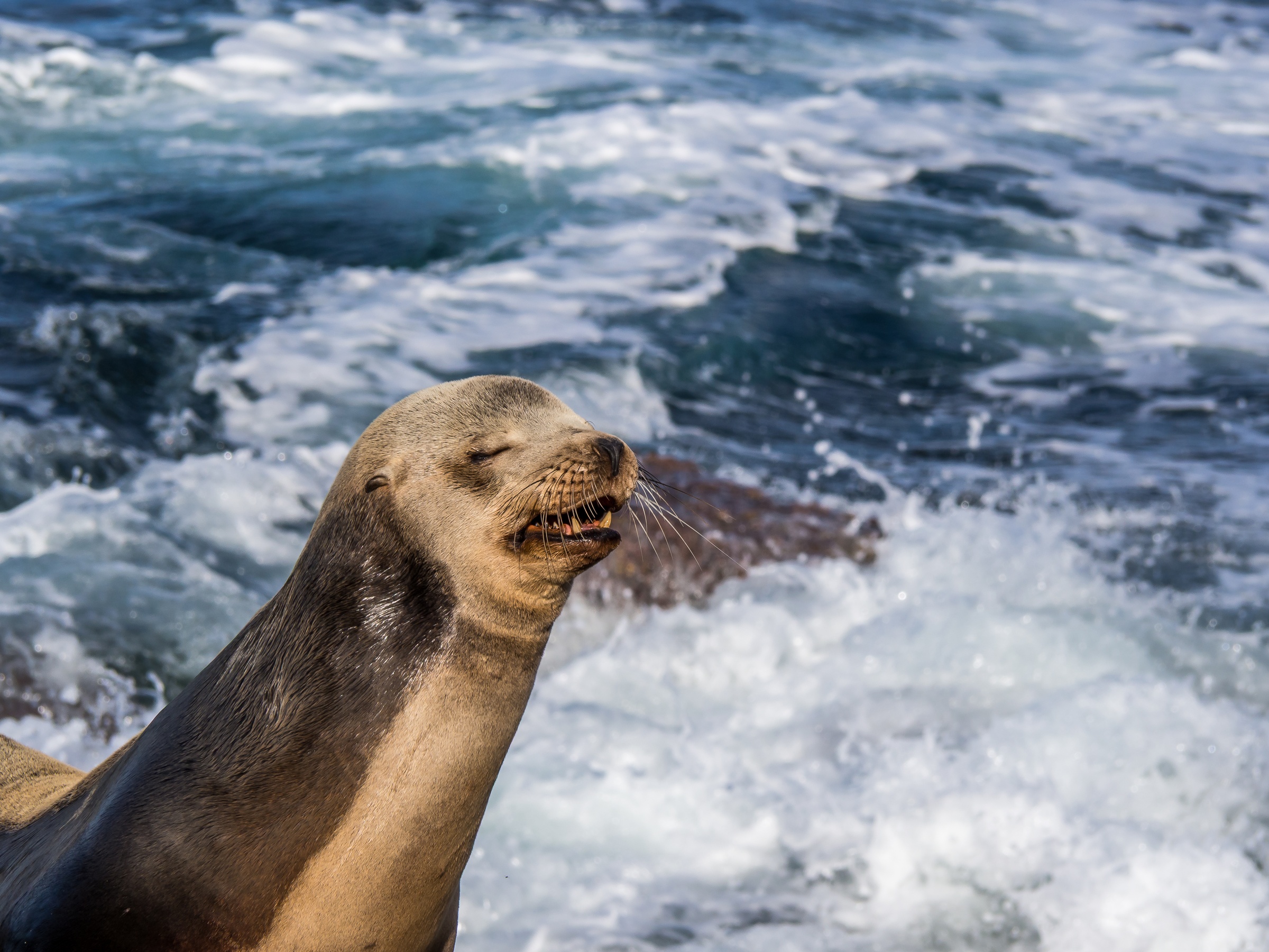 A sea lion rests its head near churning blue water and white foam.