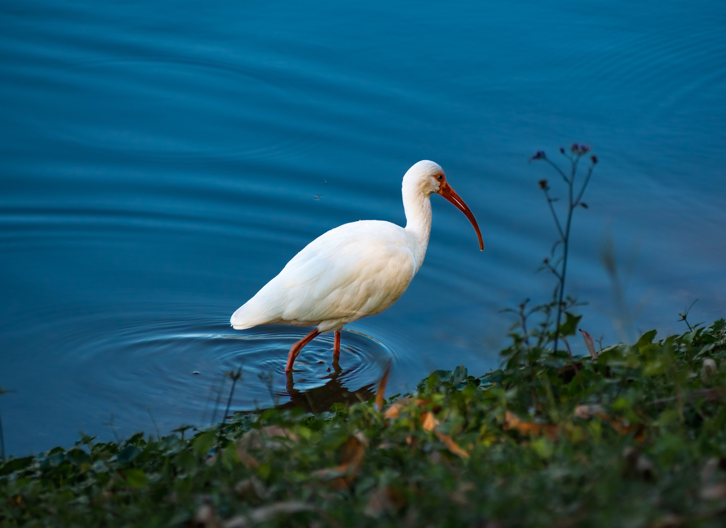 A white ibis stands at the water's edge with green foliage and ripples behind it.