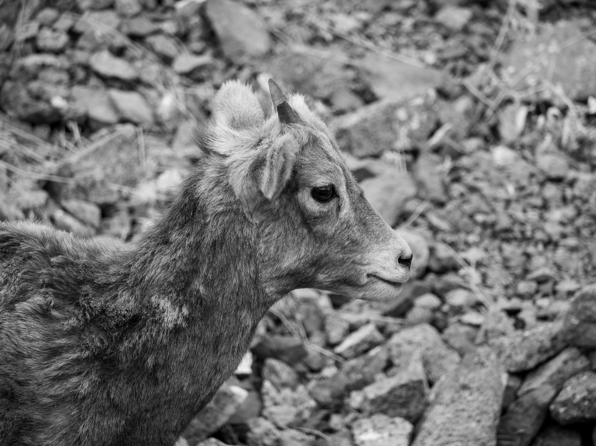 A deer stands in a rocky, wooded area with fallen leaves and branches surrounding it.