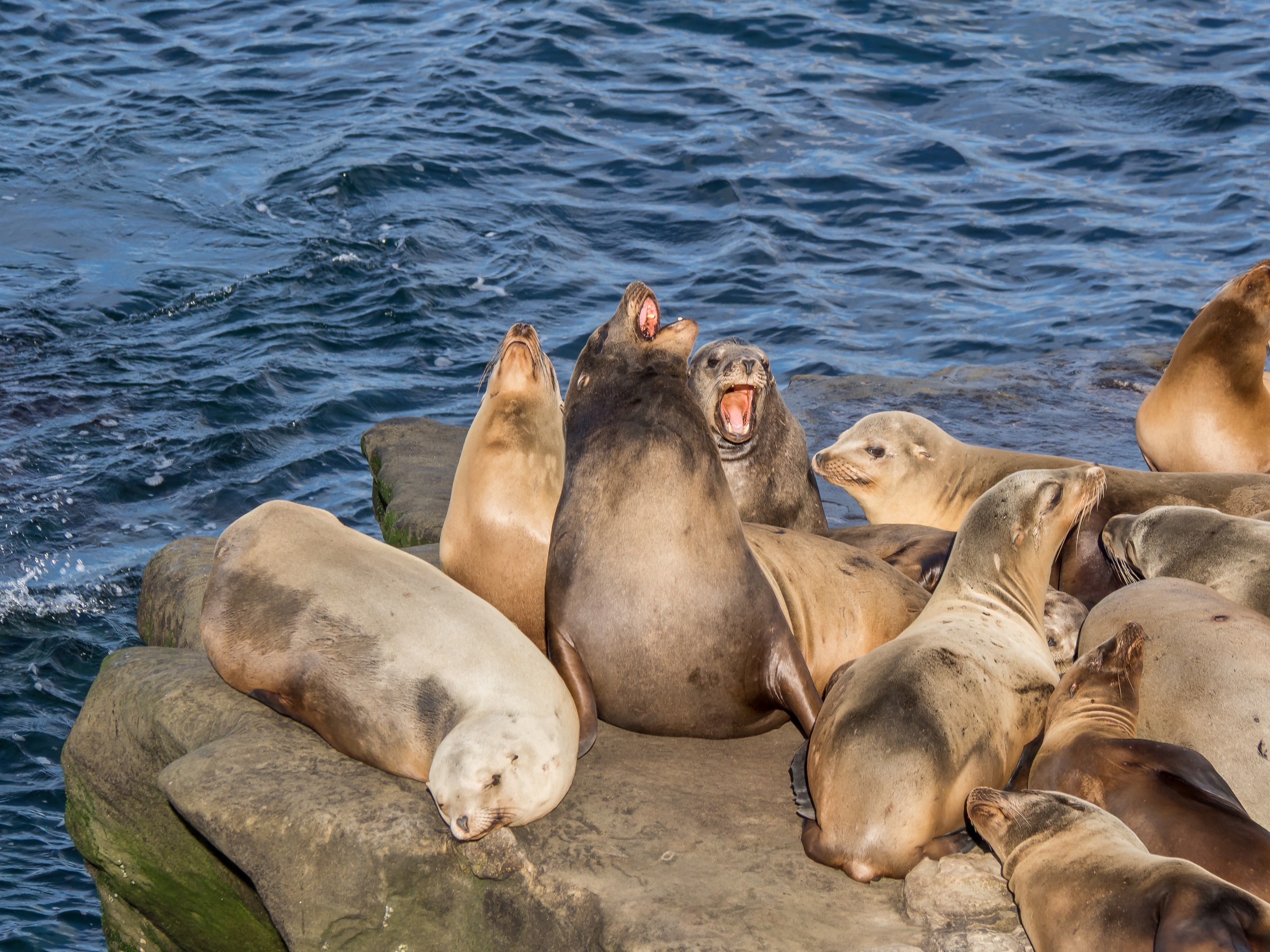 A group of sea lions rests and plays on a rocky surface near the water.