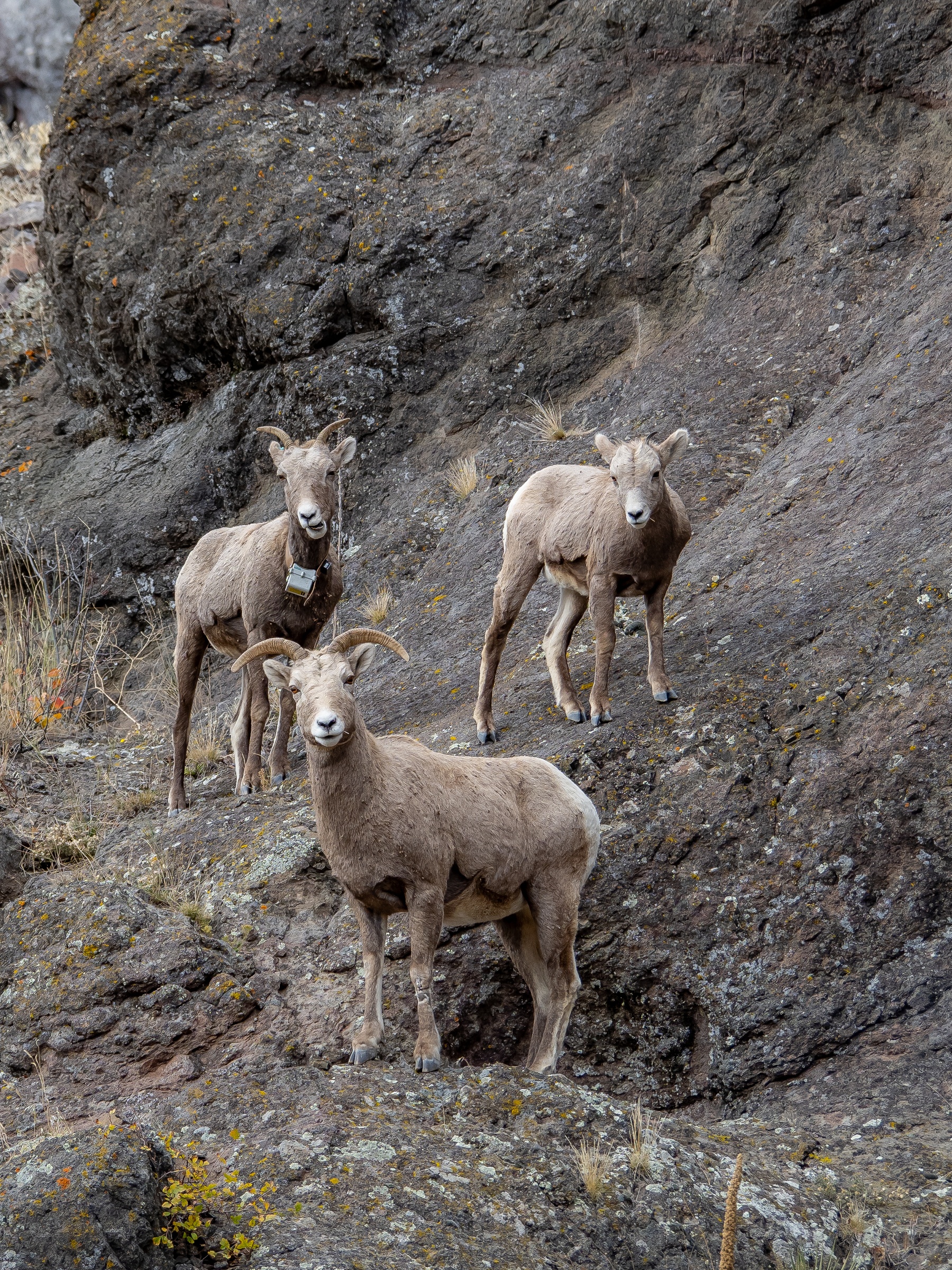 Three bighorn sheep stand on a rocky hillside in a mountainous landscape.
