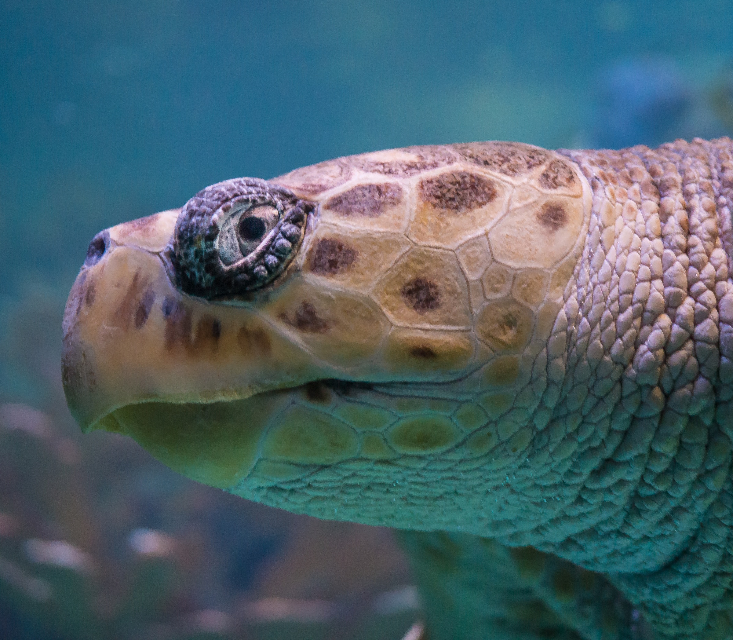 A sea turtle’s head and part of its shell are visible underwater.
