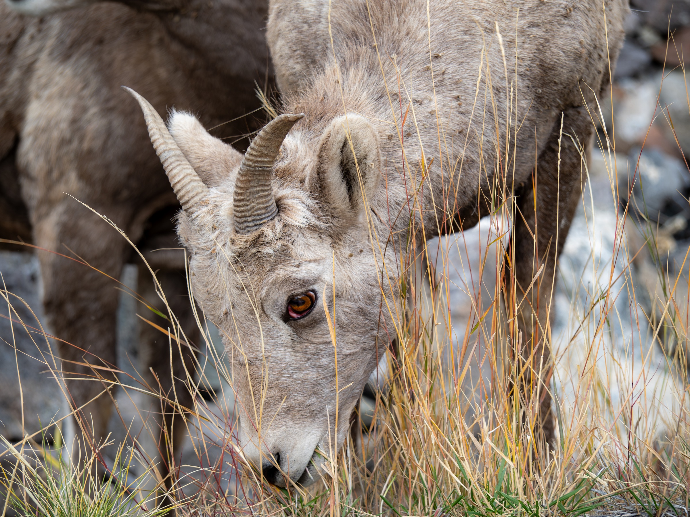 A light-colored bighorn sheep grazes among dry grasses and rocks in a mountainous landscape.