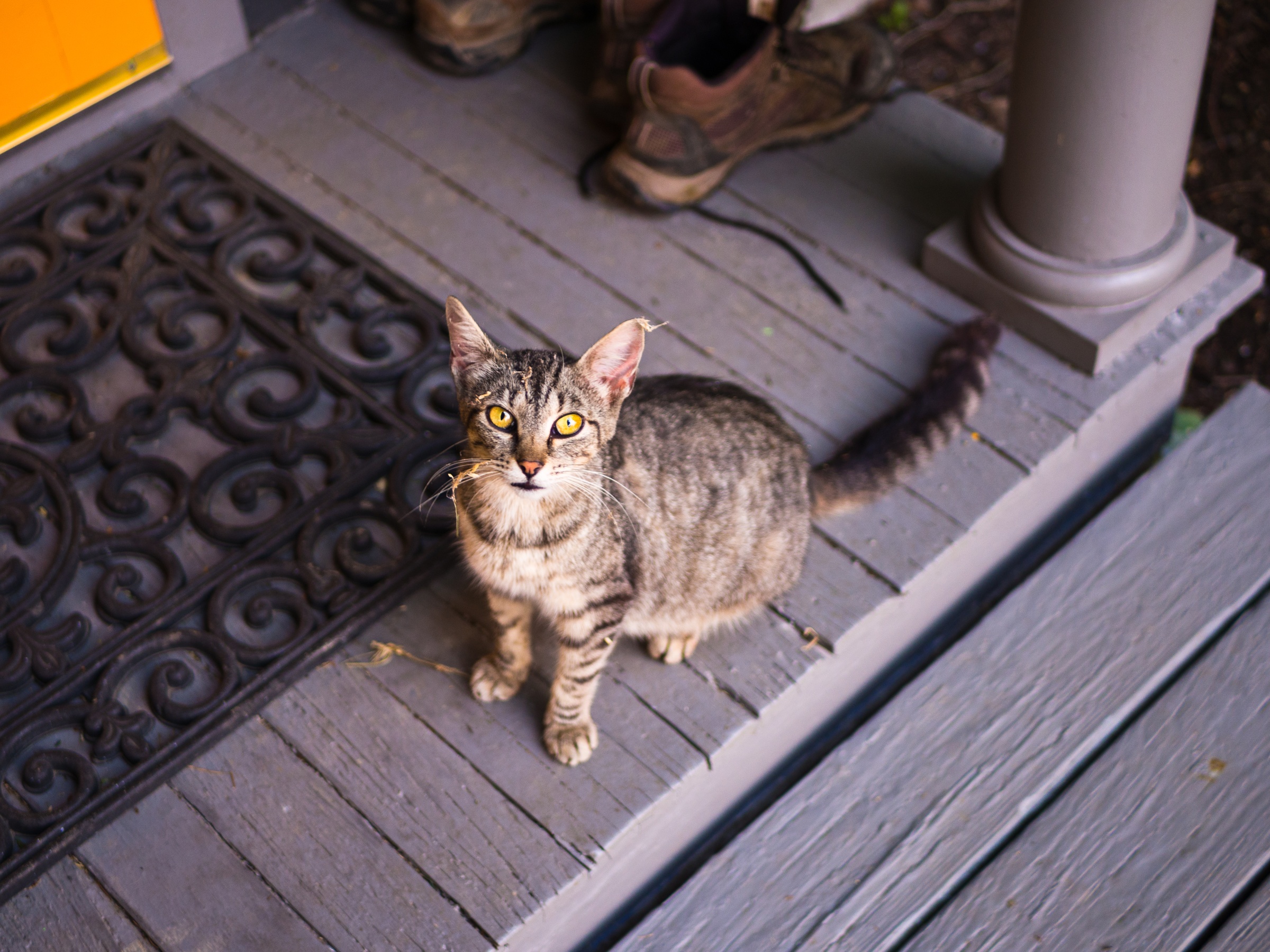 A gray tabby kitten sits on a porch with shoes and a doormat nearby.