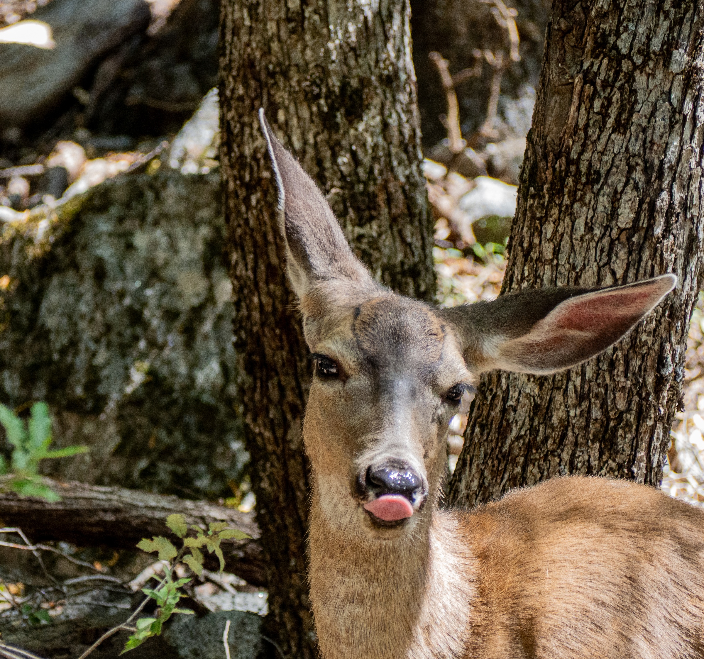 A deer sticks its tongue out while standing near trees and rocks in a wooded area.