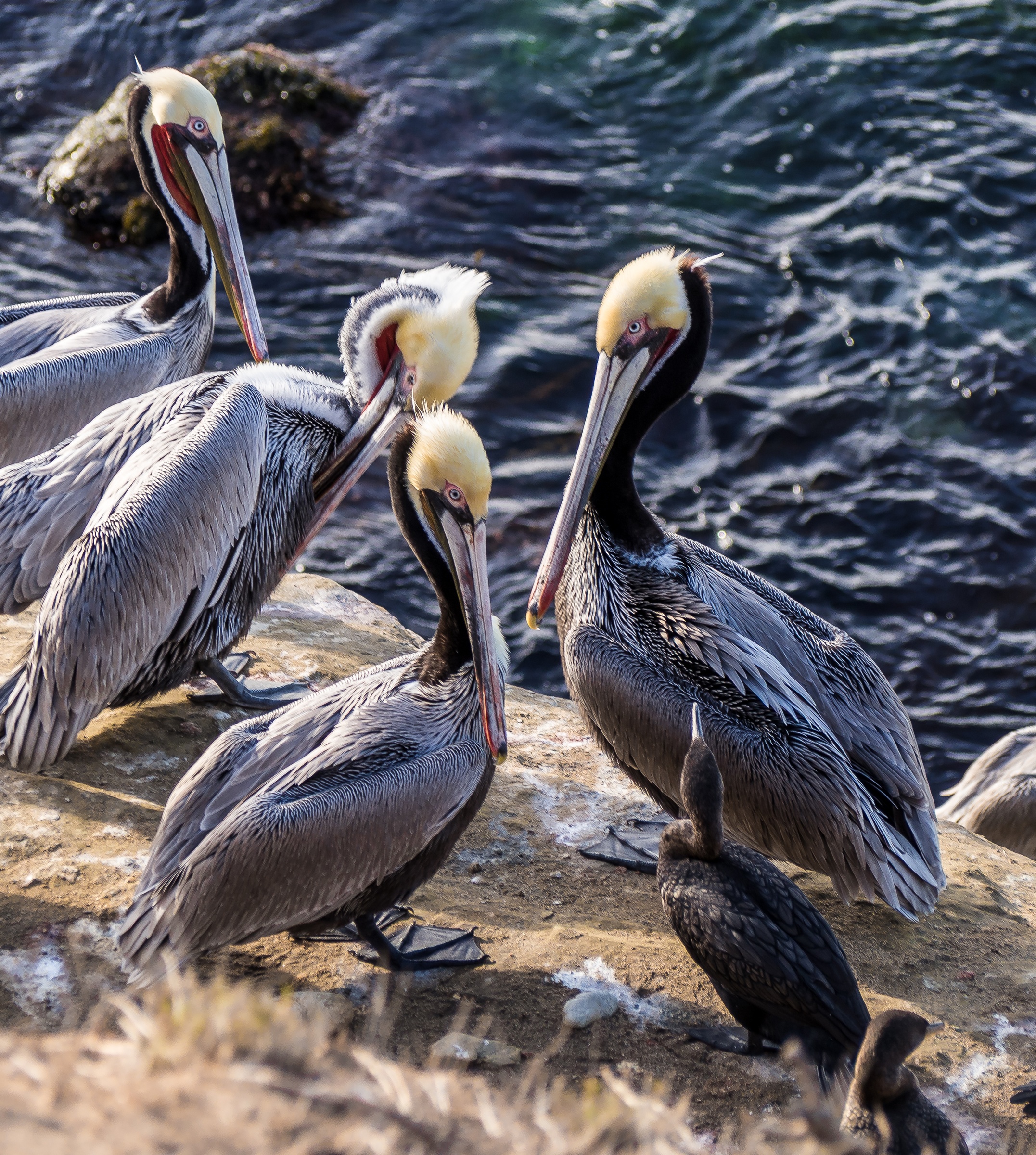 Brown pelcans stand on a concrete edge beside rippled water under a bright sky.